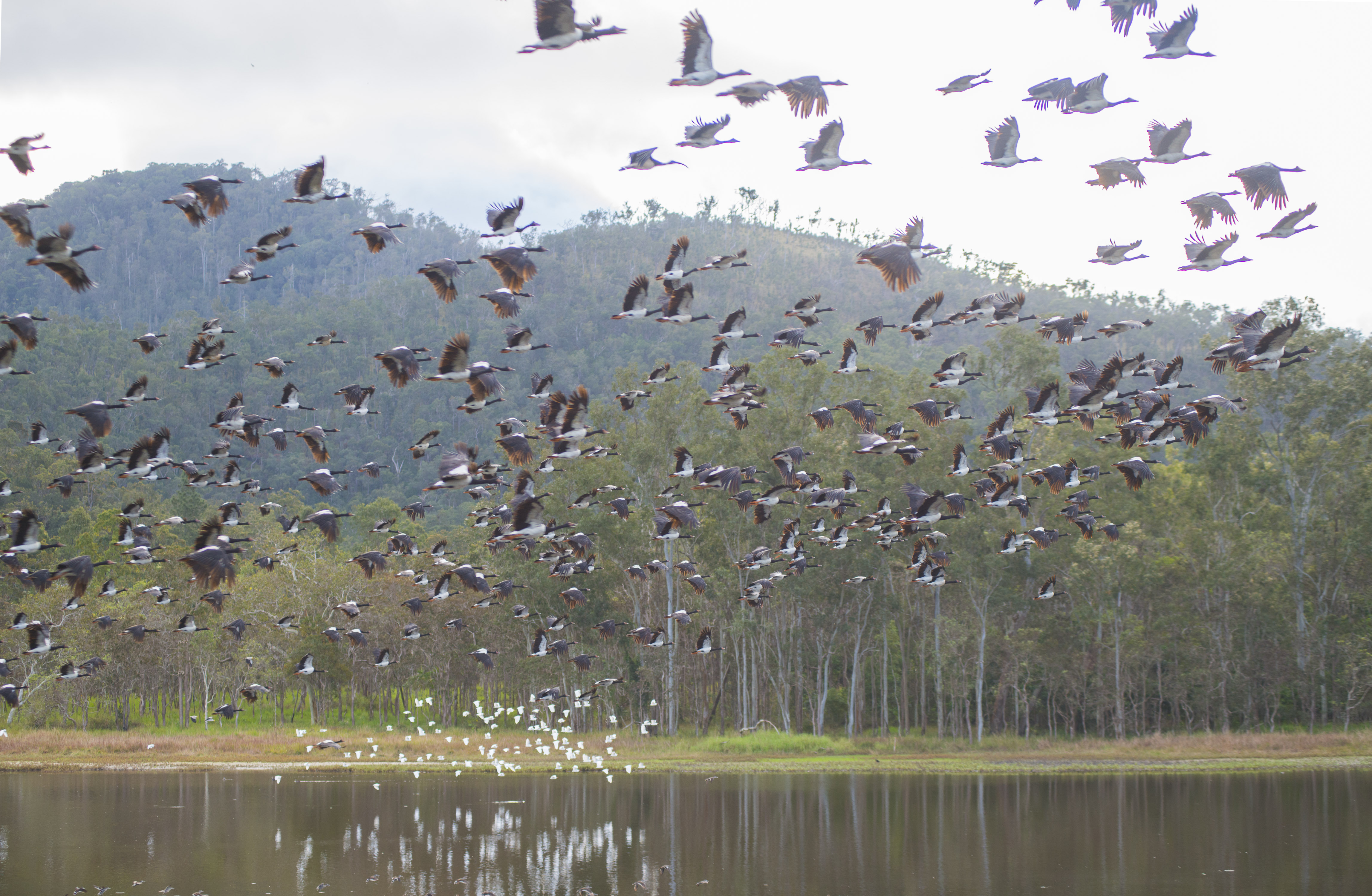 Magpie Geese