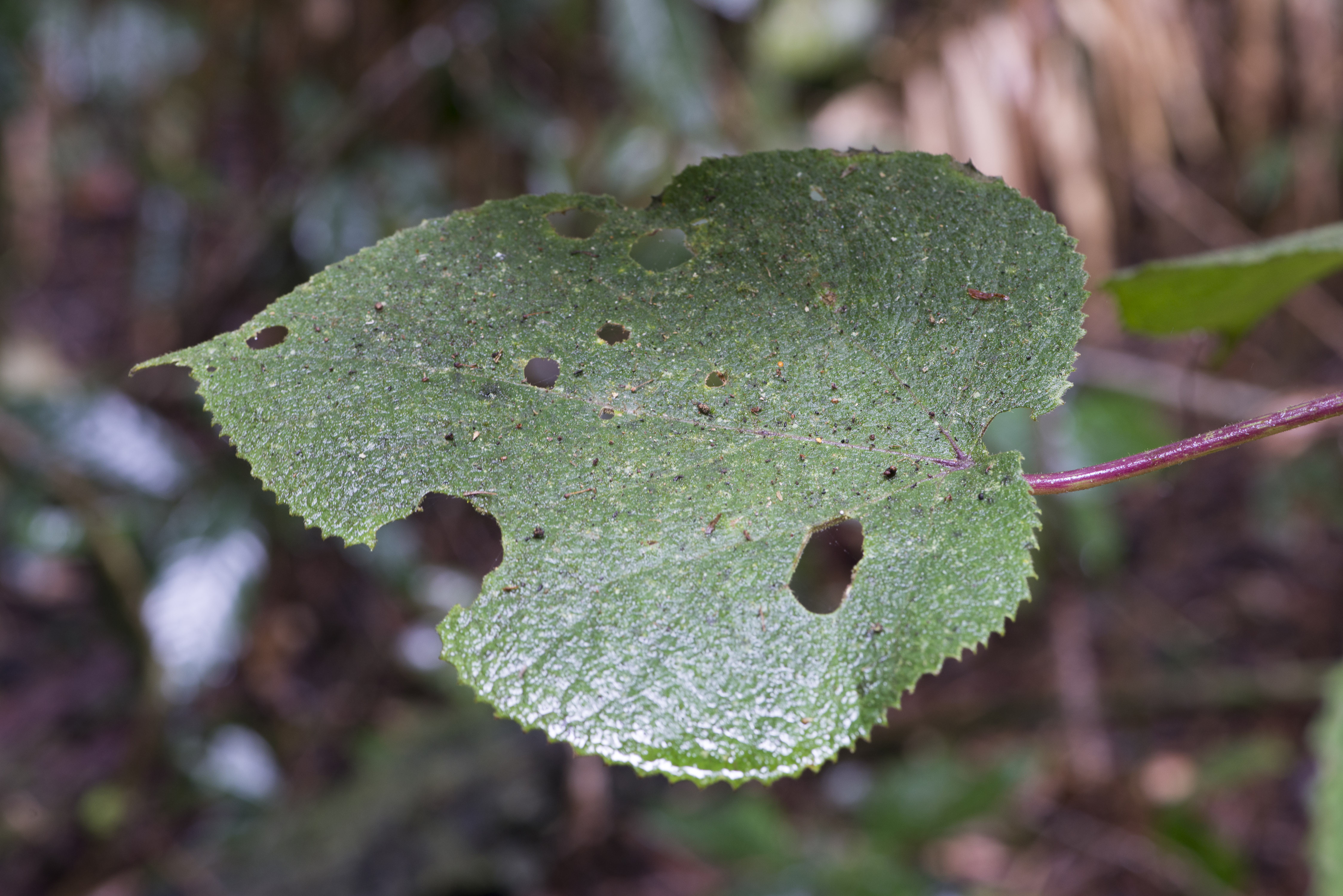 Stinging Tree