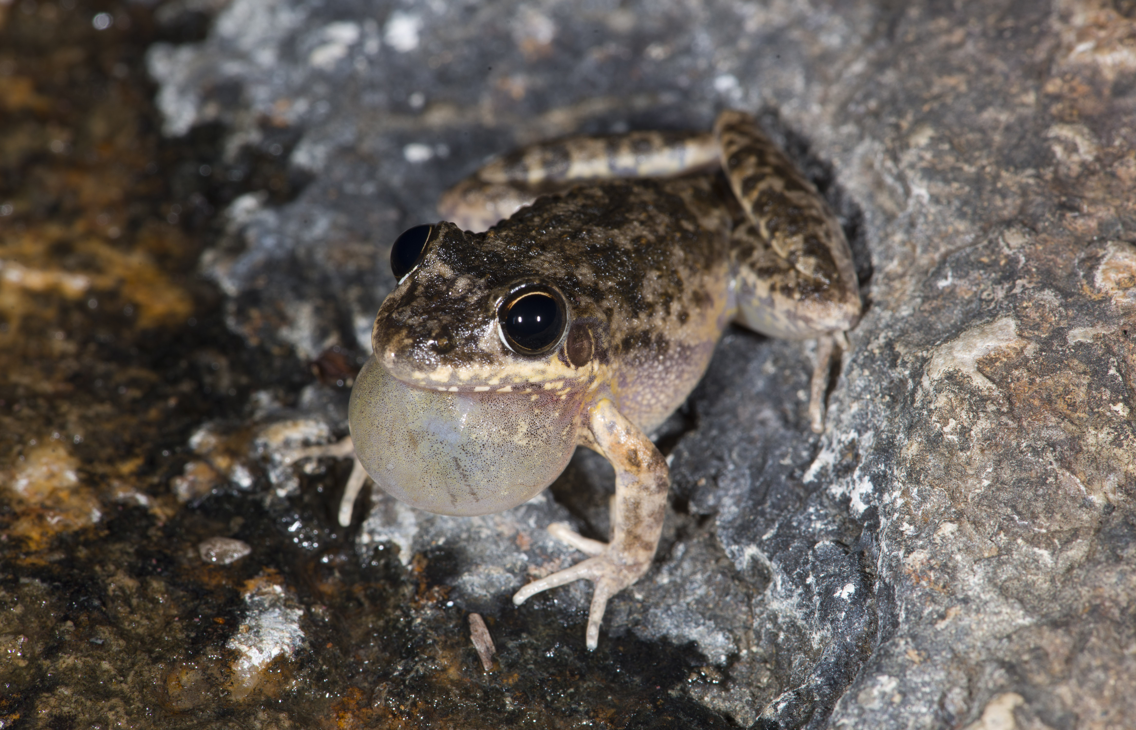 Bumpy Rocketfrog