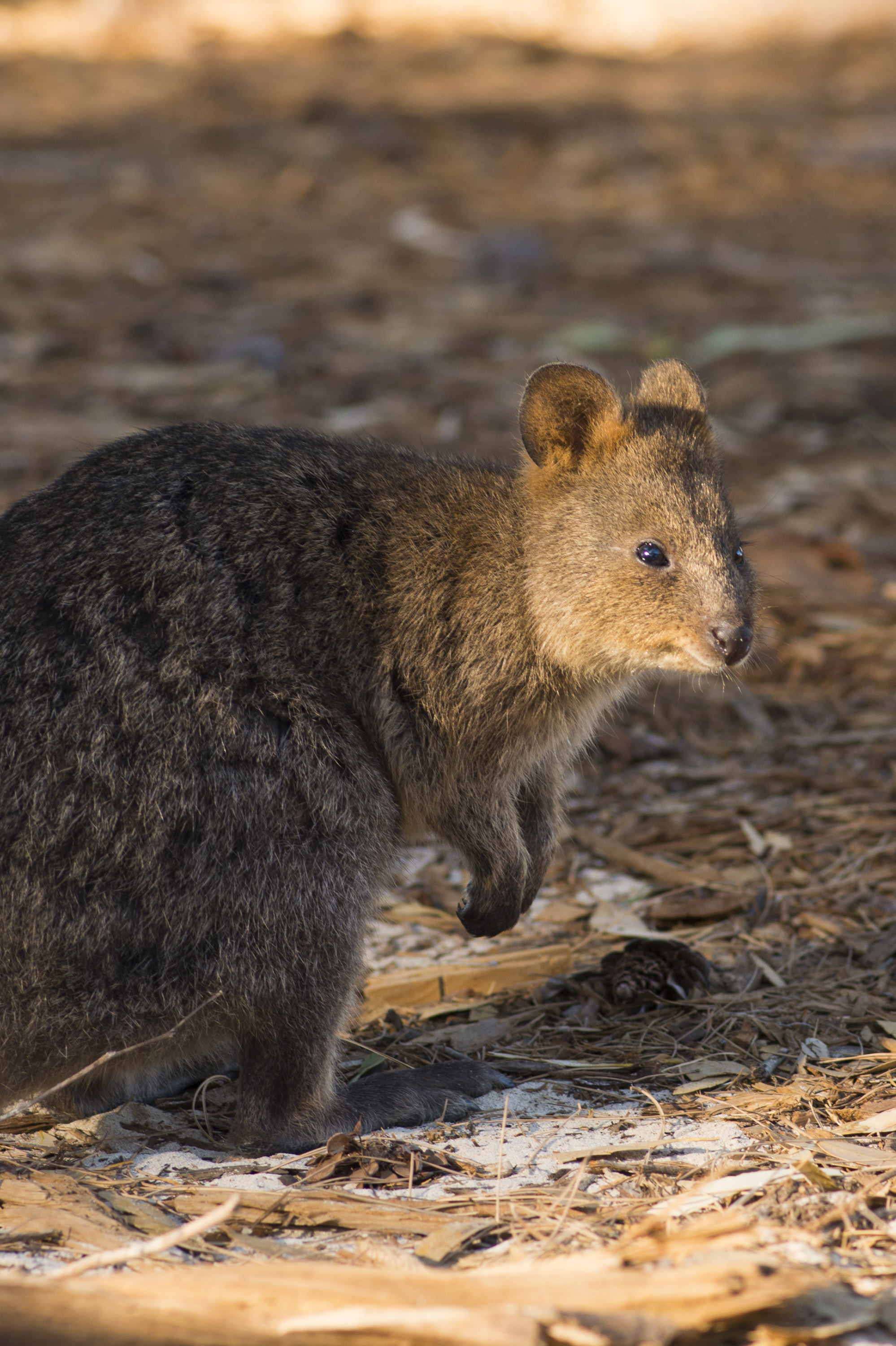 Quokka