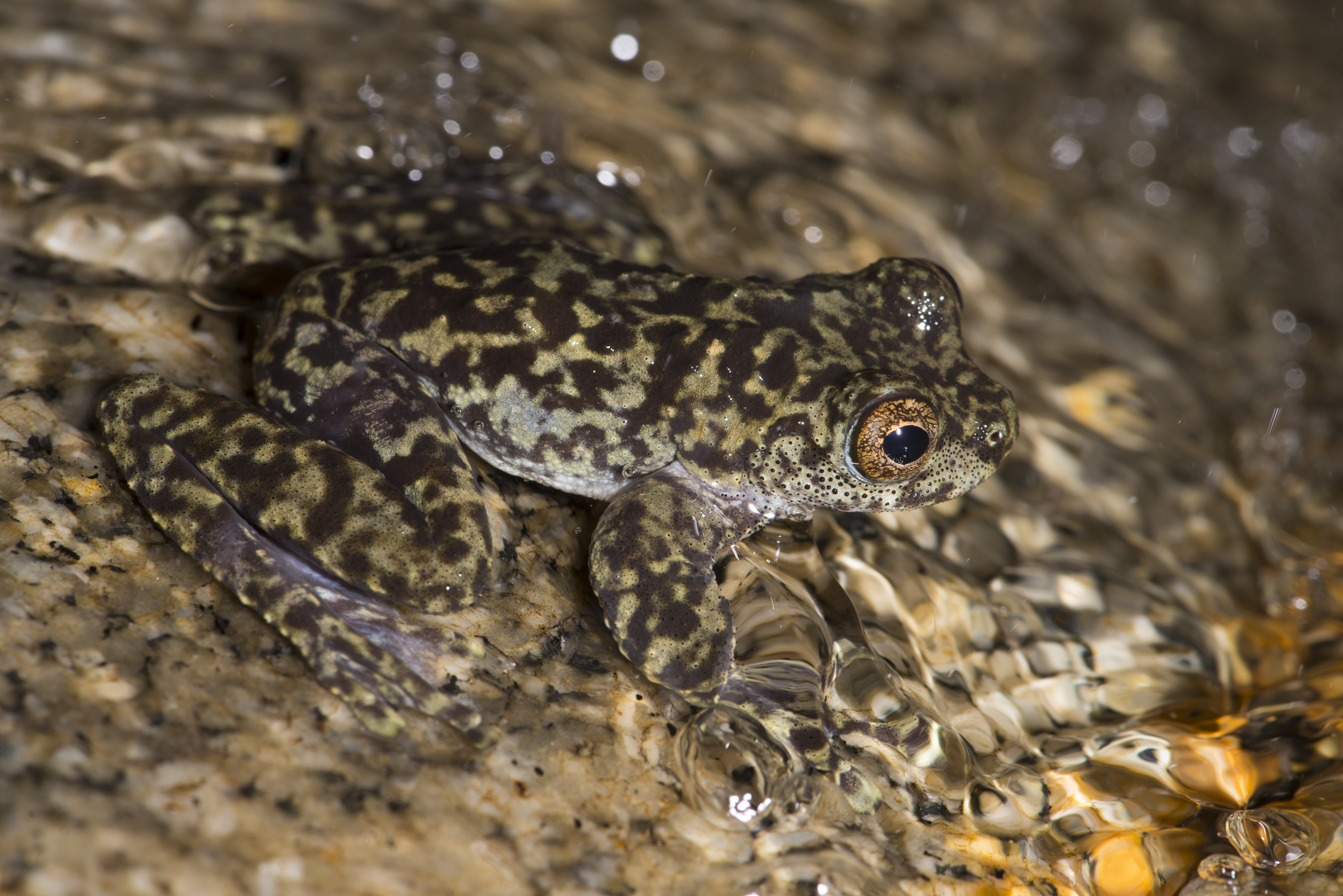 Waterfall Frog