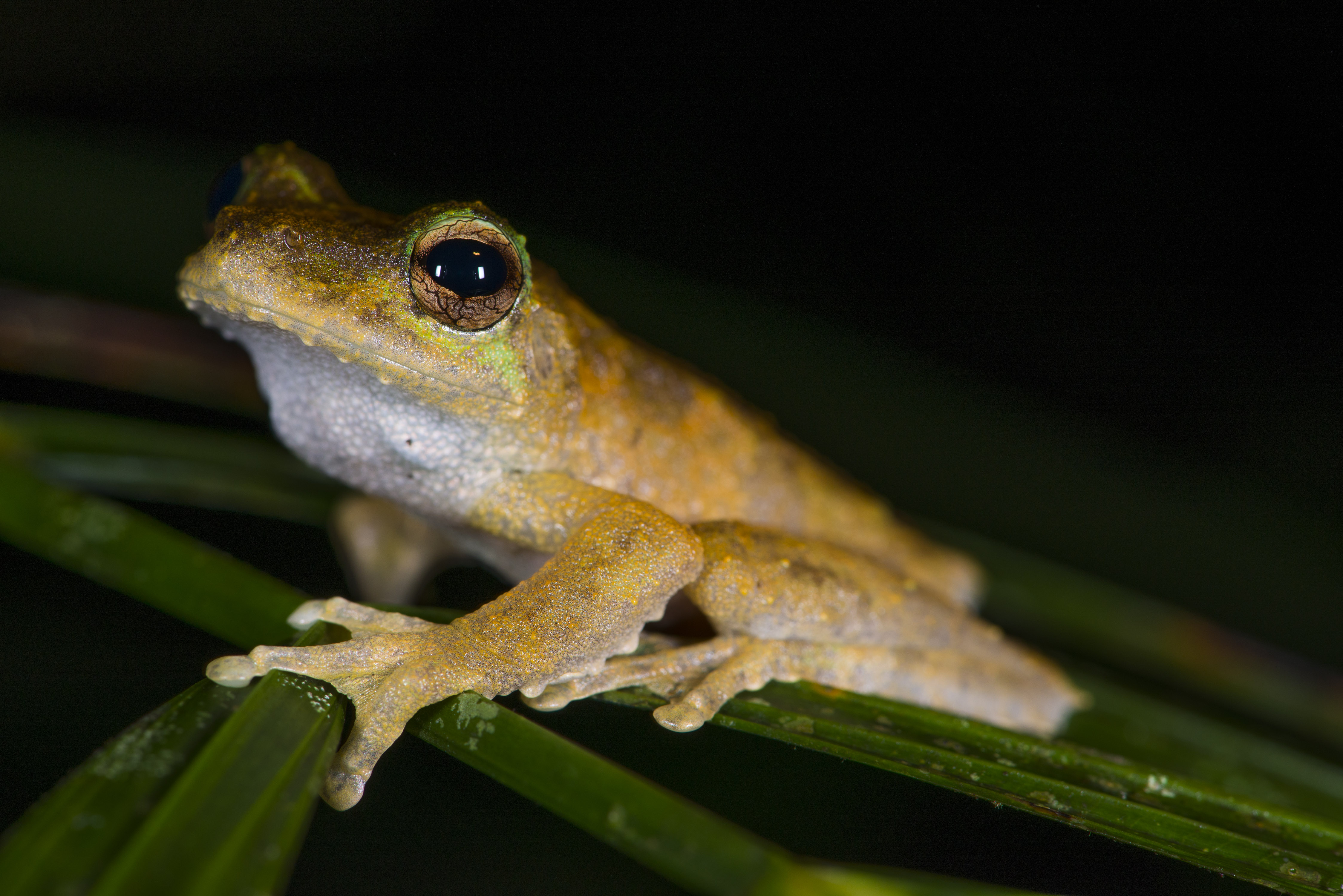 Kuranda Tree-frog