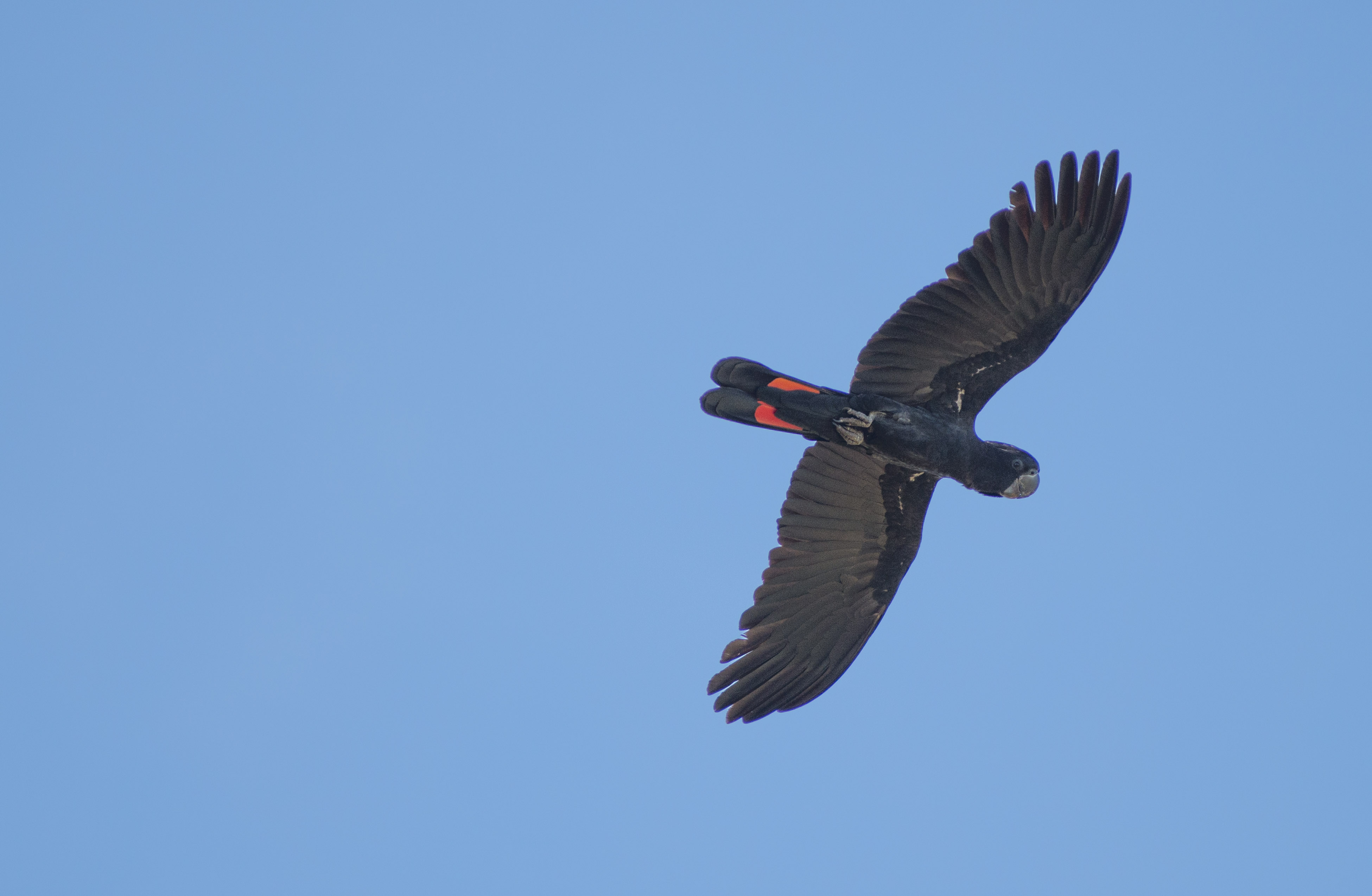 Red-tailed Black-Cockatoo