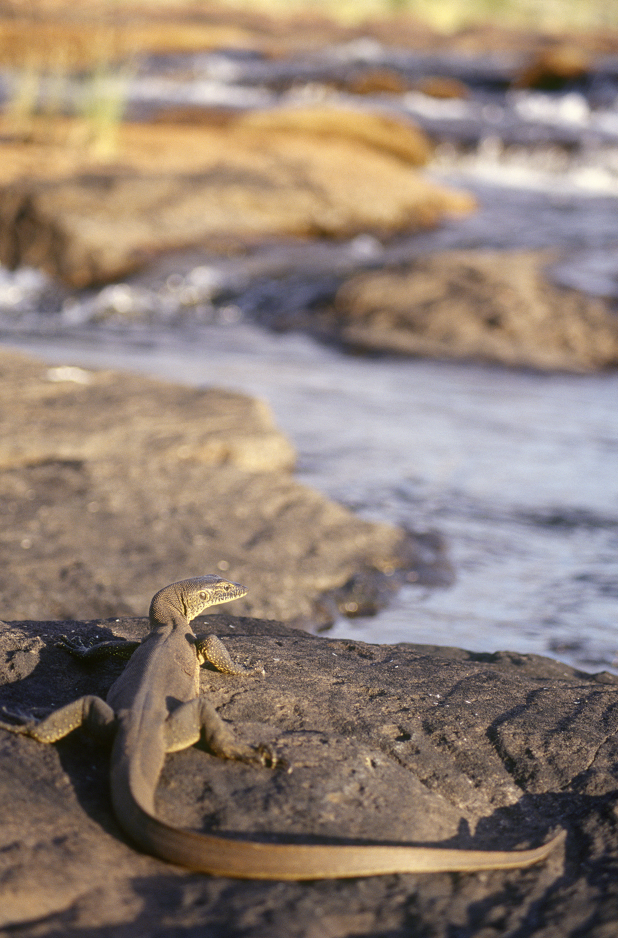 Mertens' Water Monitor