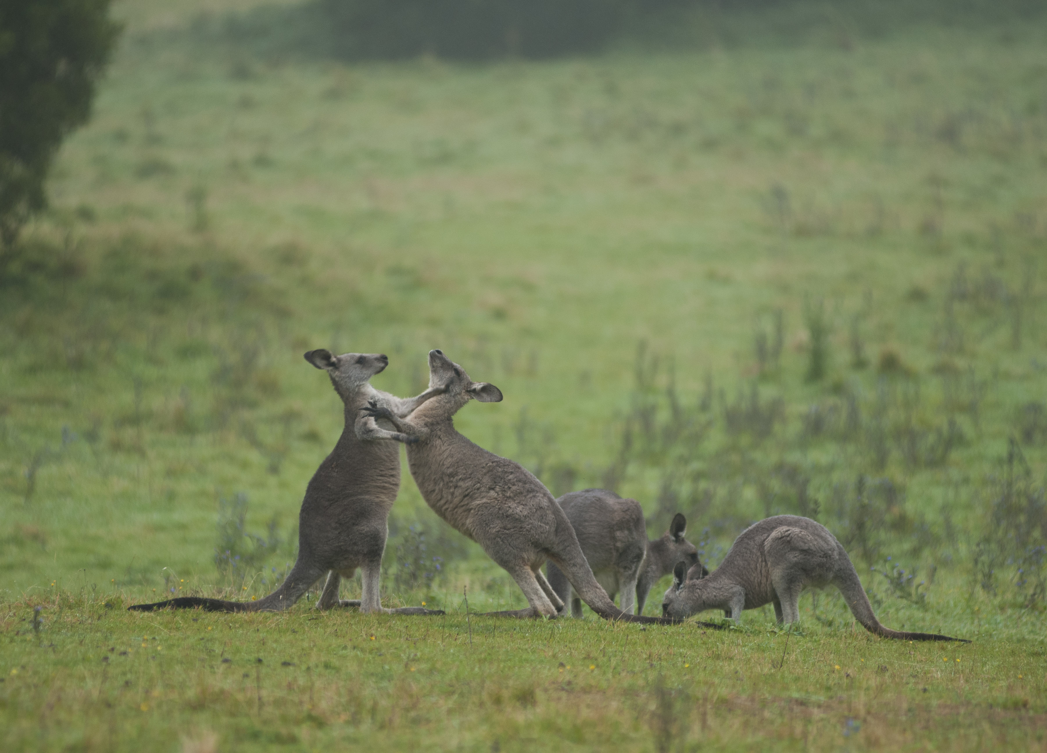 Eastern Grey Kangaroos