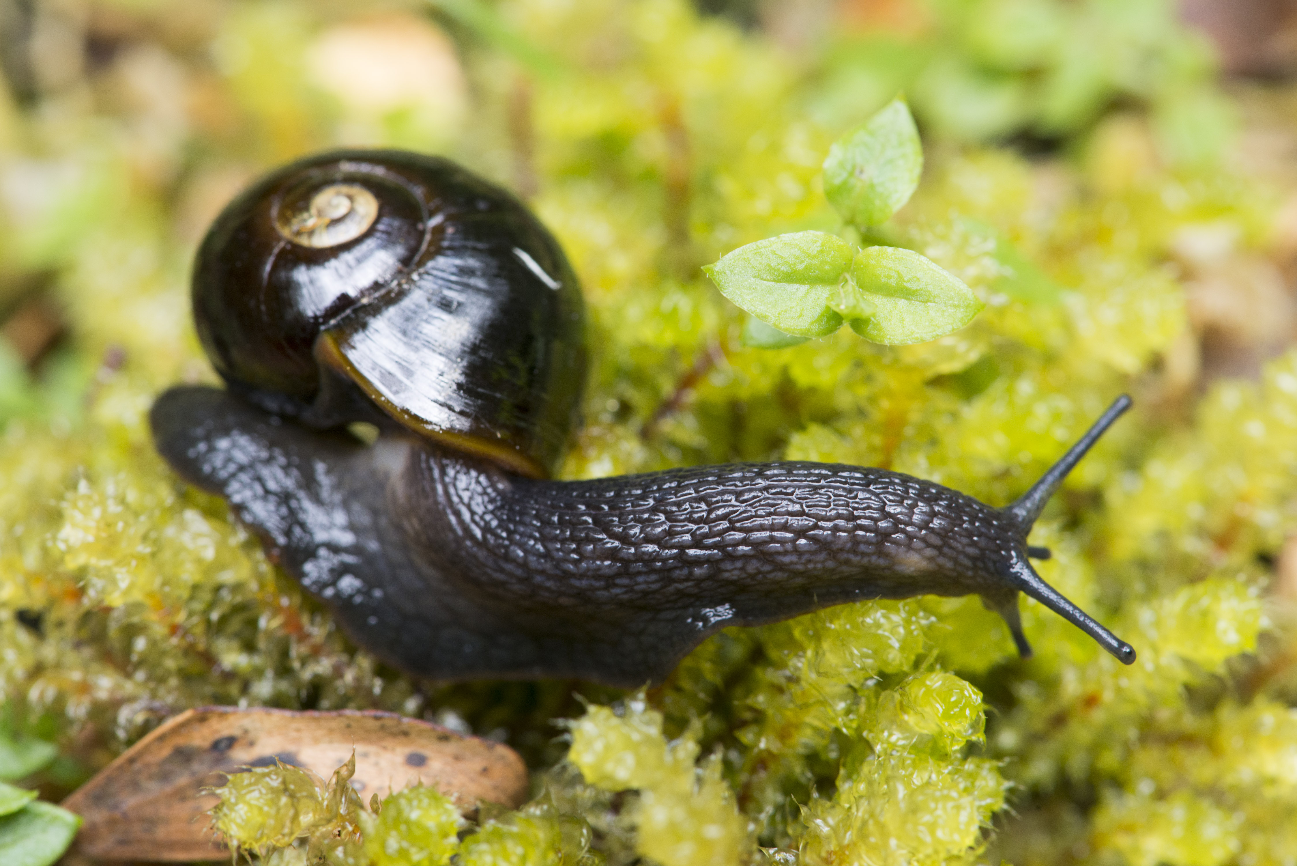 Otway Black Snail