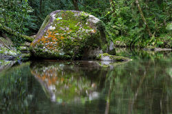 WooroonooranNP_RussellRiverTributories QPWS-WTMA perpetual licence © Steven Nowakowski_1 1