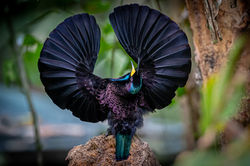 Victoria's Riflebird QPWS-WTMA perpetual licence © Dom Chaplin_02