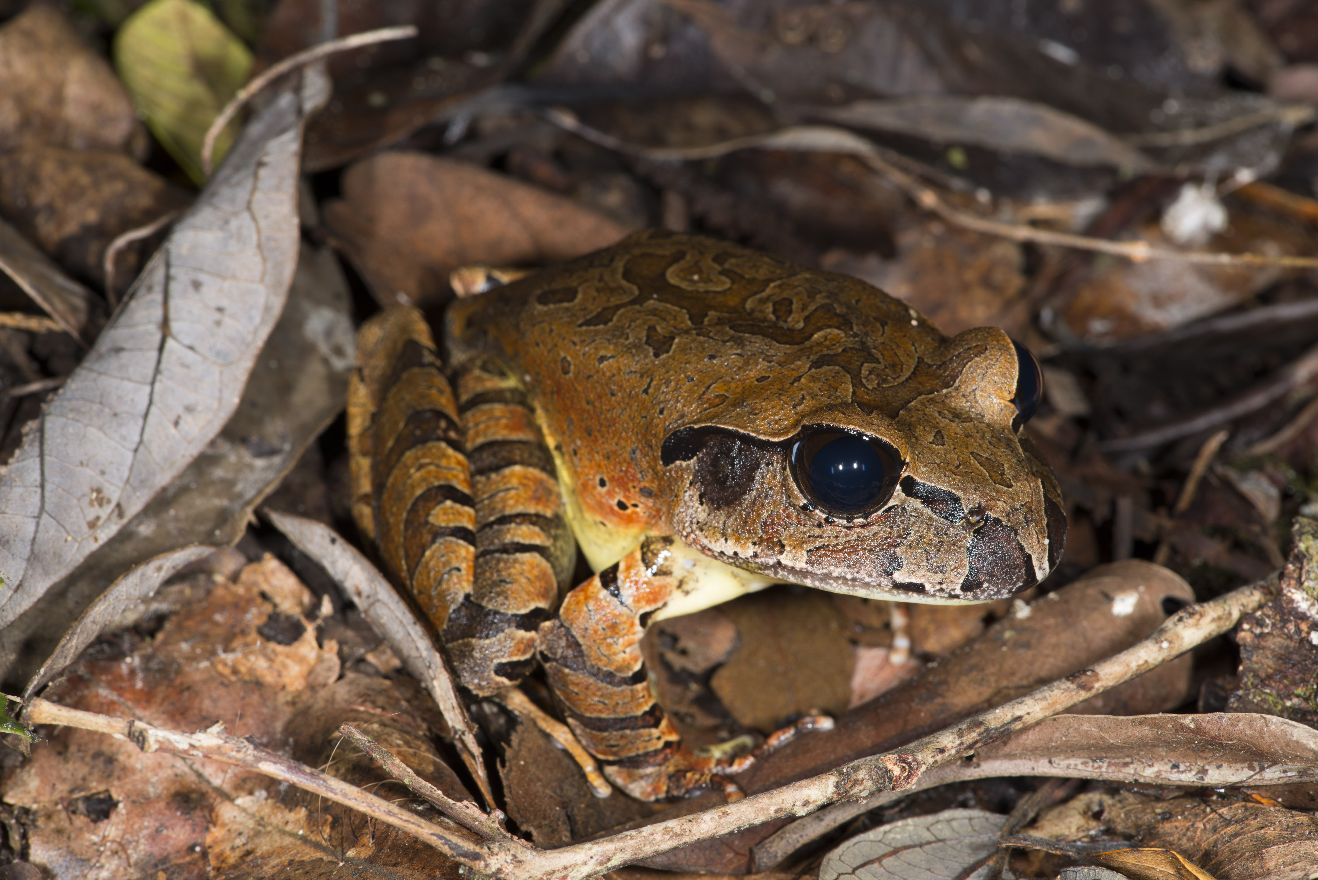 Northern Barred-frog