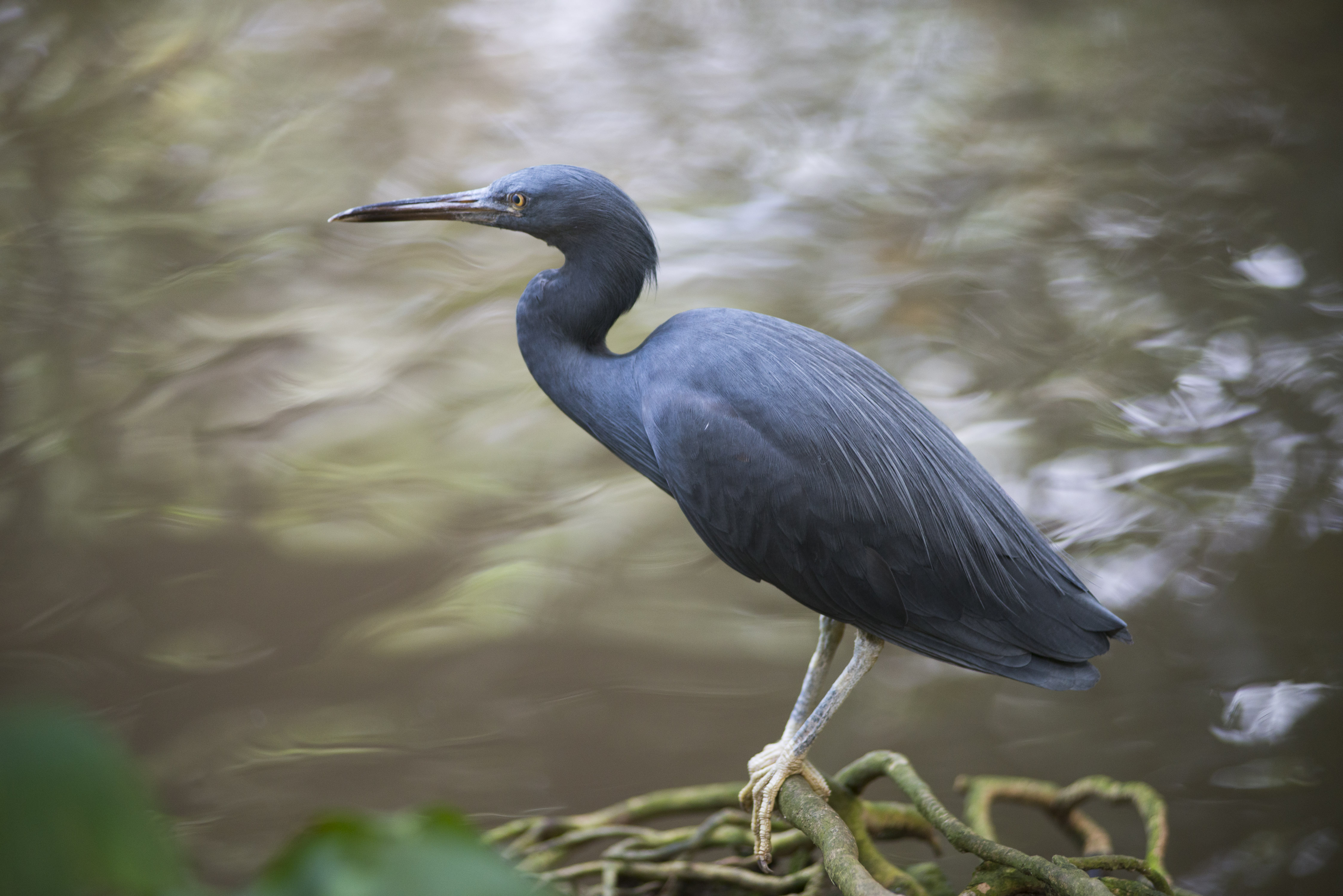 Eastern Reef Egret