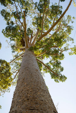 KirramaNP_ SocietyFlat-Kauri QPWS-WTMA perpetual licence © Steven Nowakowski_1 1