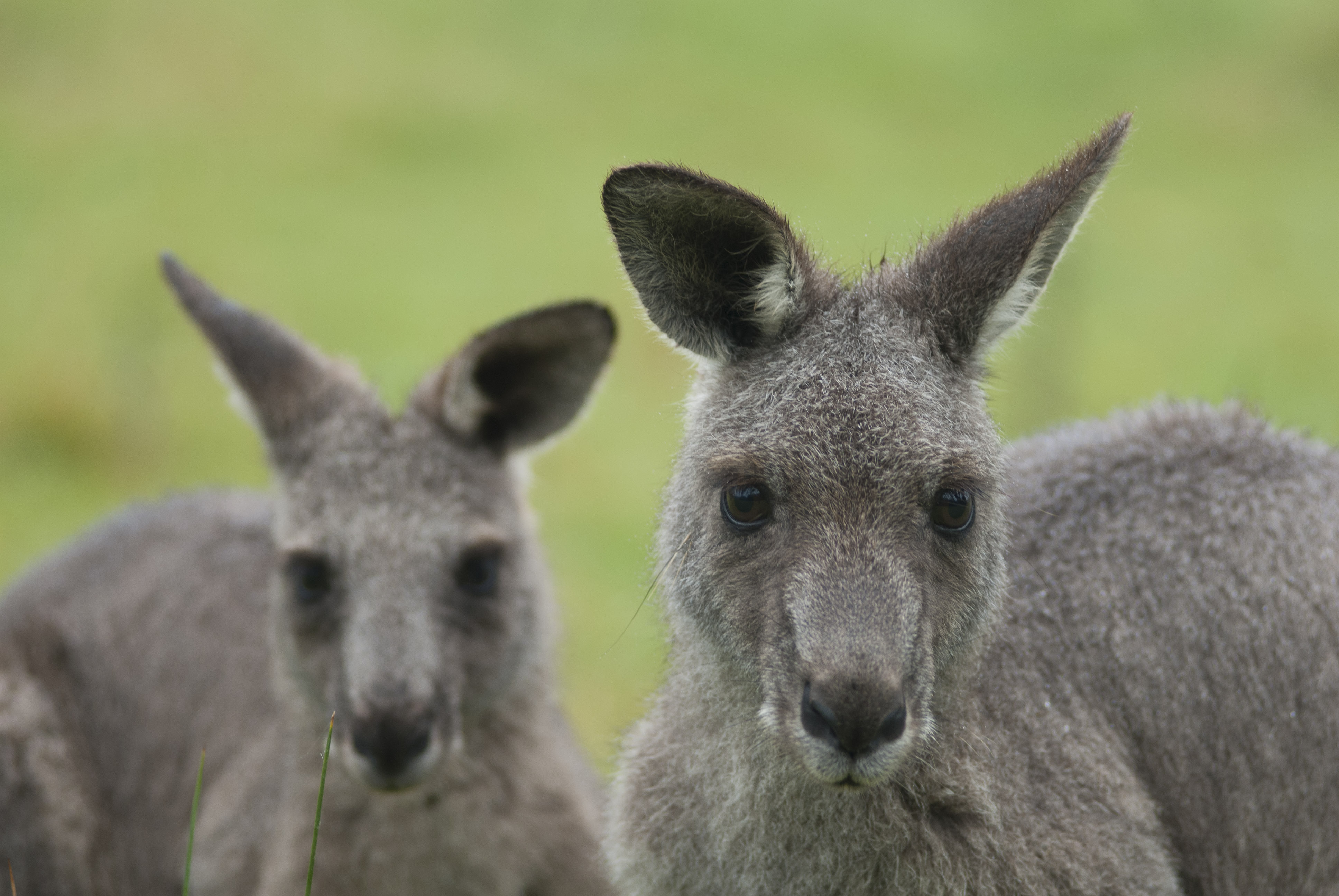 Eastern Grey Kangaroos