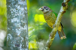 Spotted Catbird QPWS-WTMA perpetual licence © Dom Chaplin_04