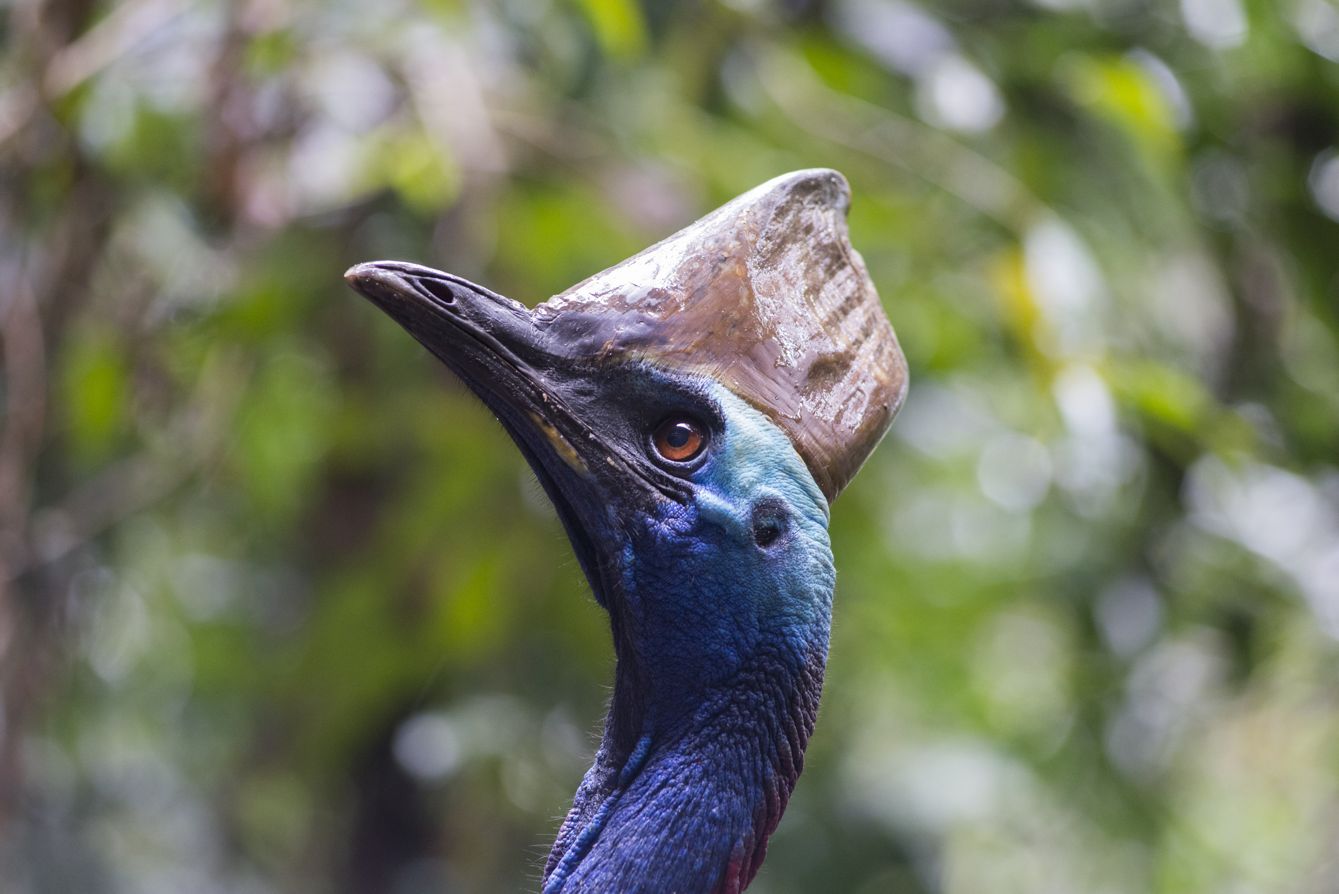 Southern Cassowary