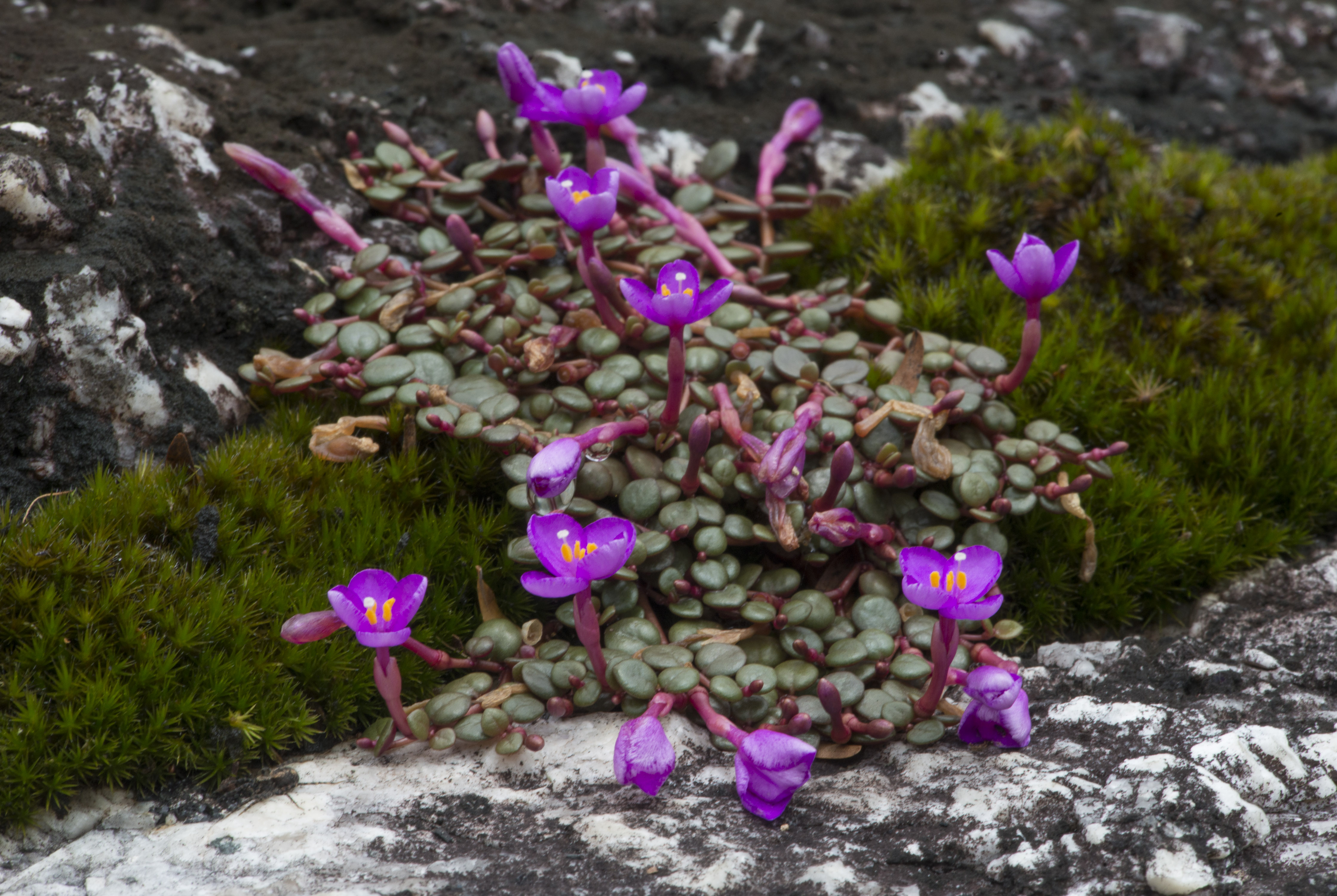 Succulent creeper, Mt. Windsor.