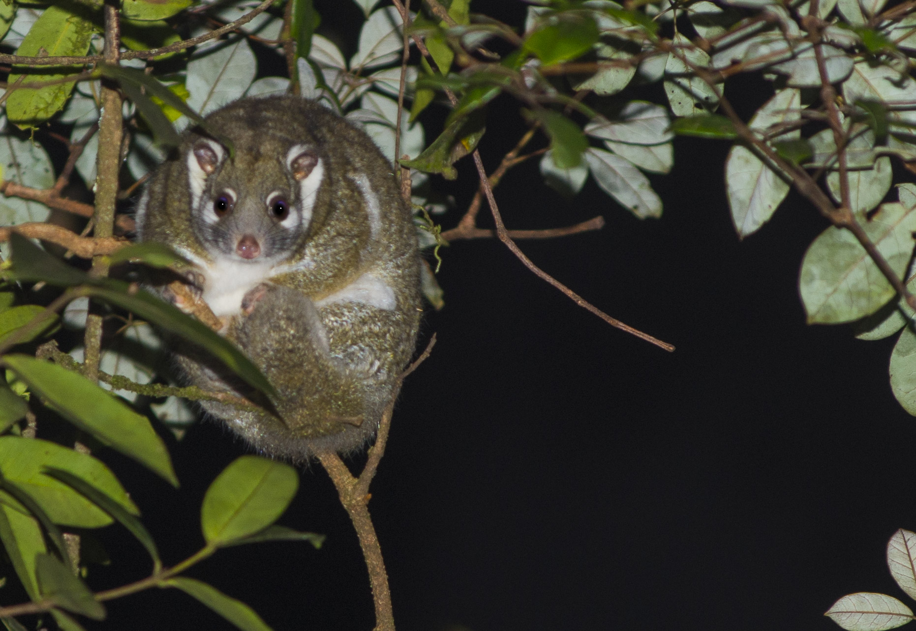 Green Ringtail Possum