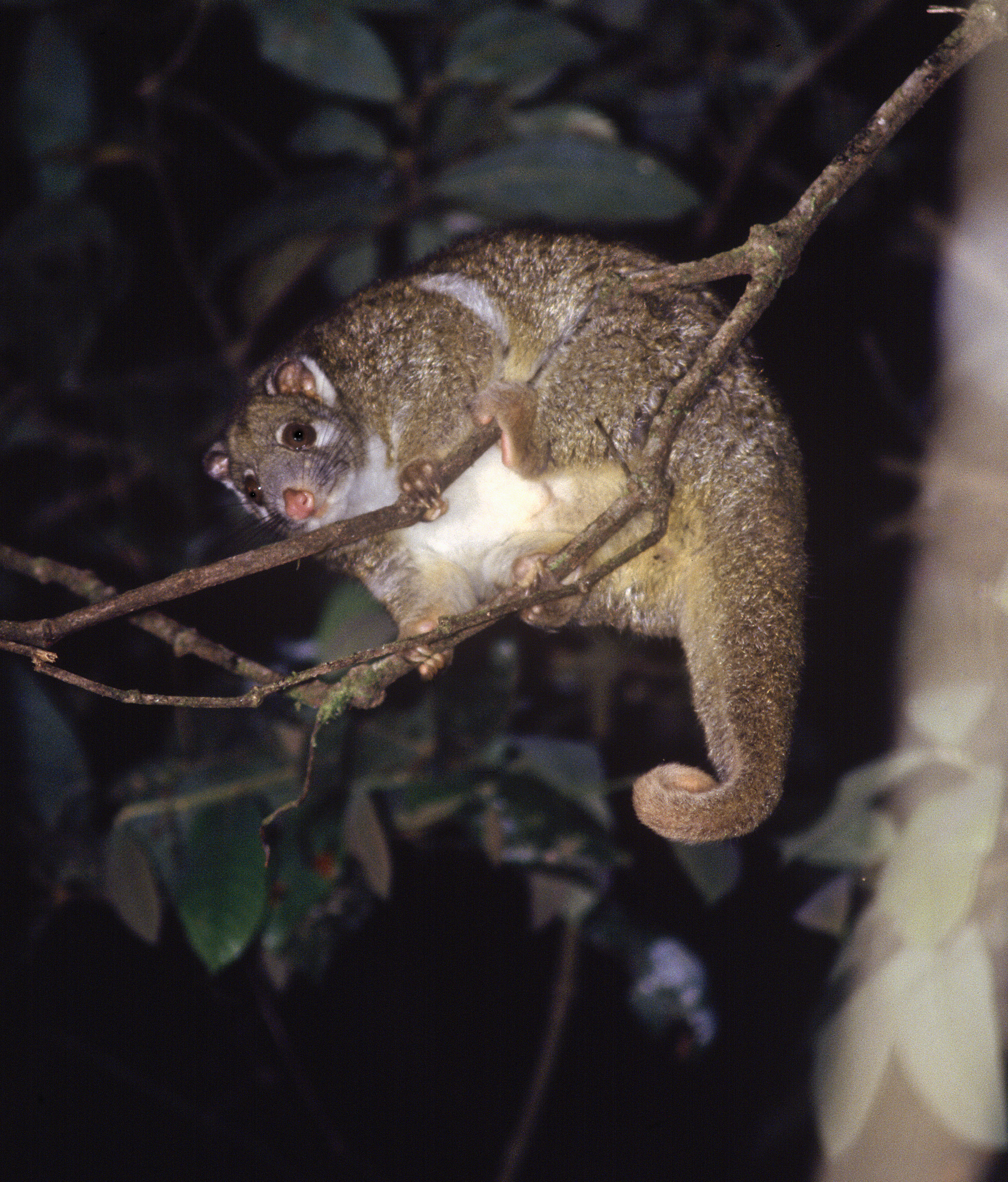 Green Ringtail Possum