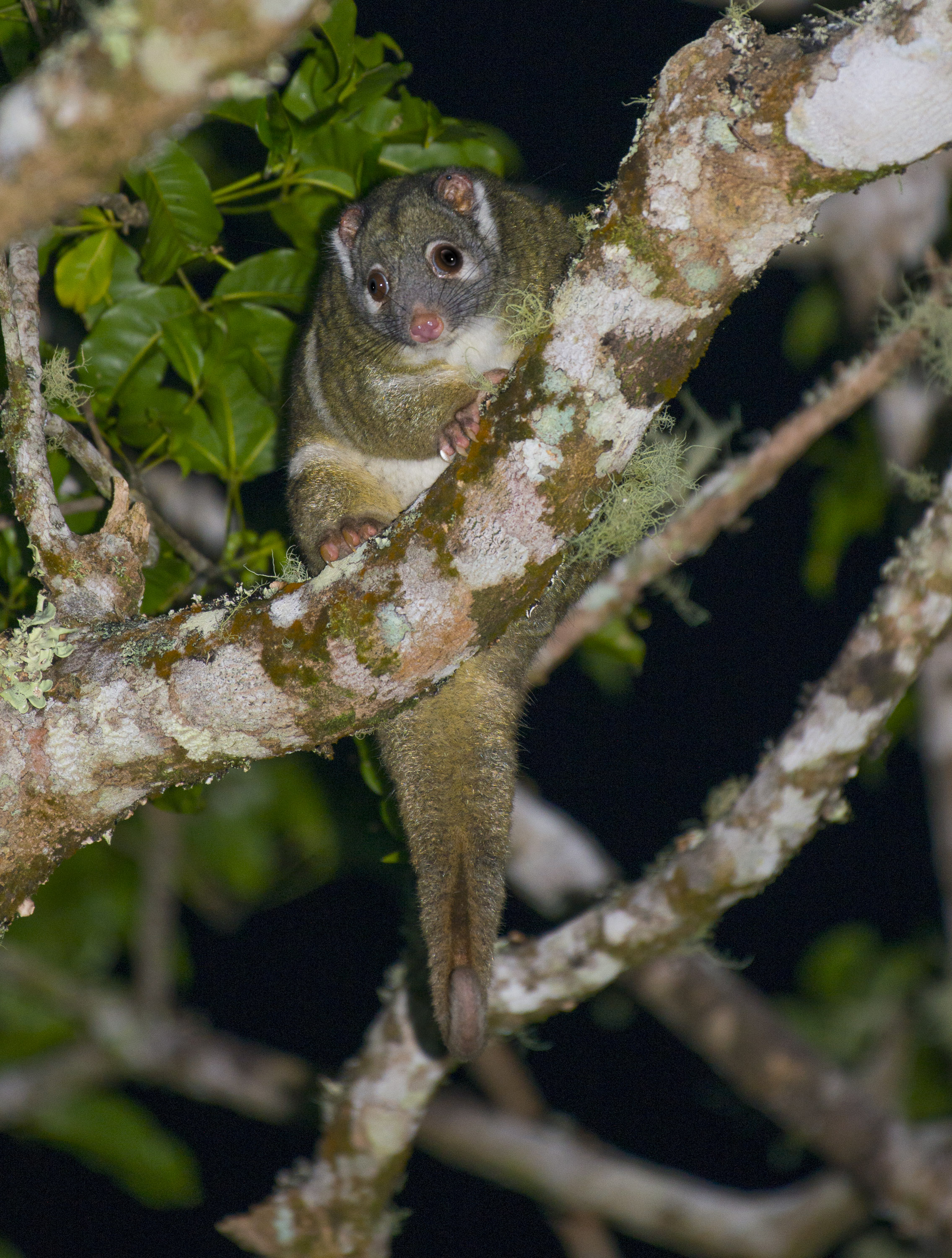 Green Ringtail Possum