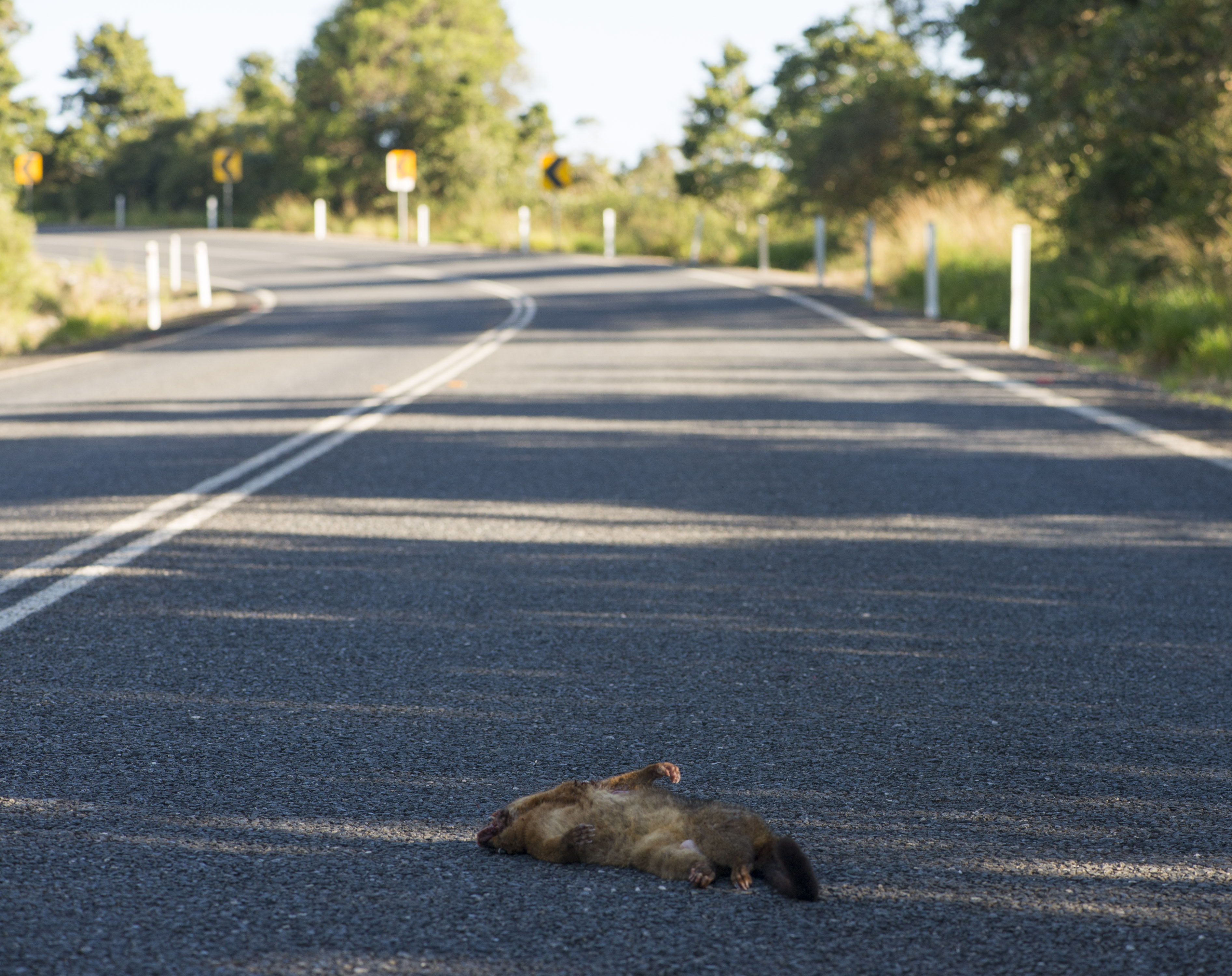 Dead Lemoroid Ringtail Possum