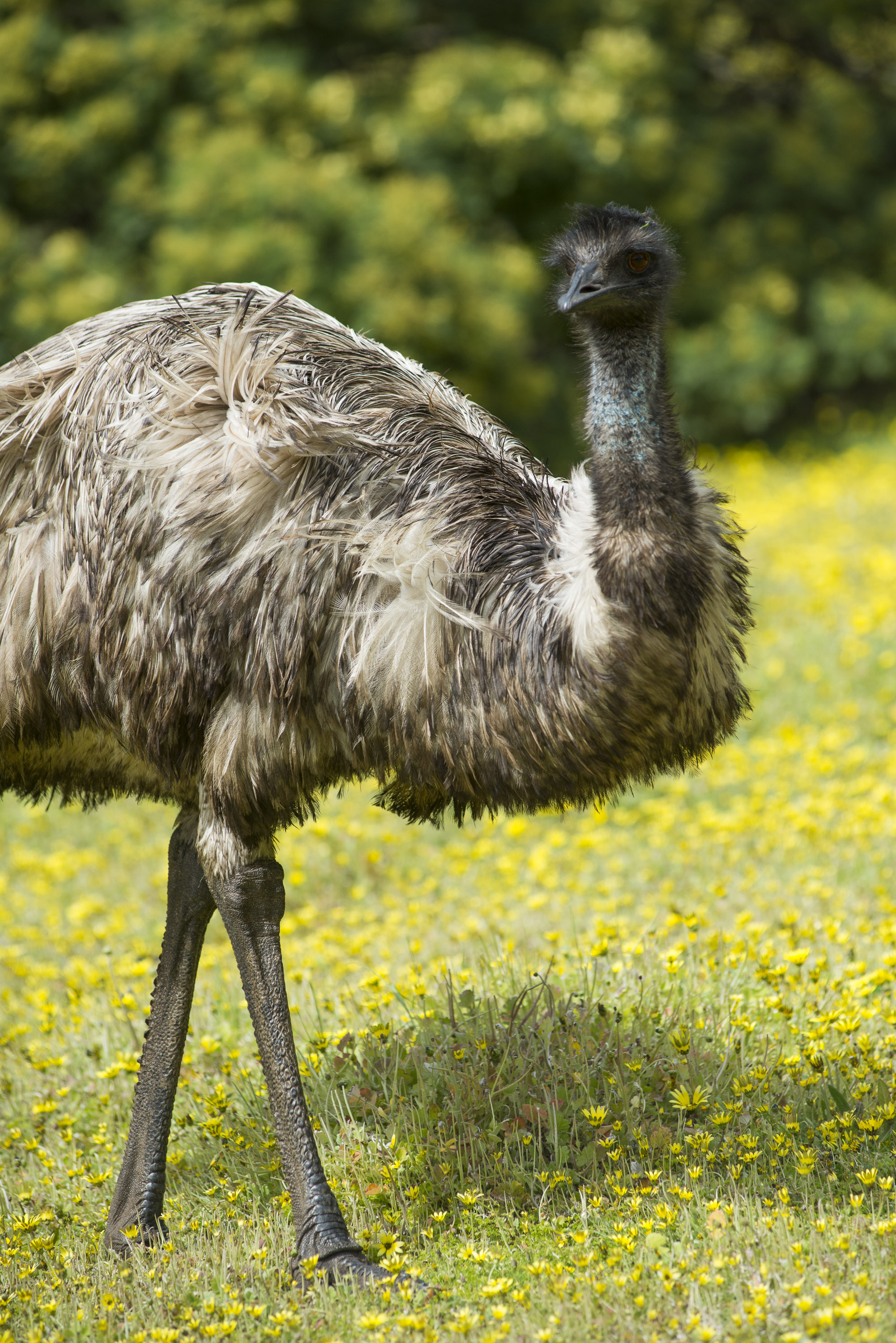 Emu