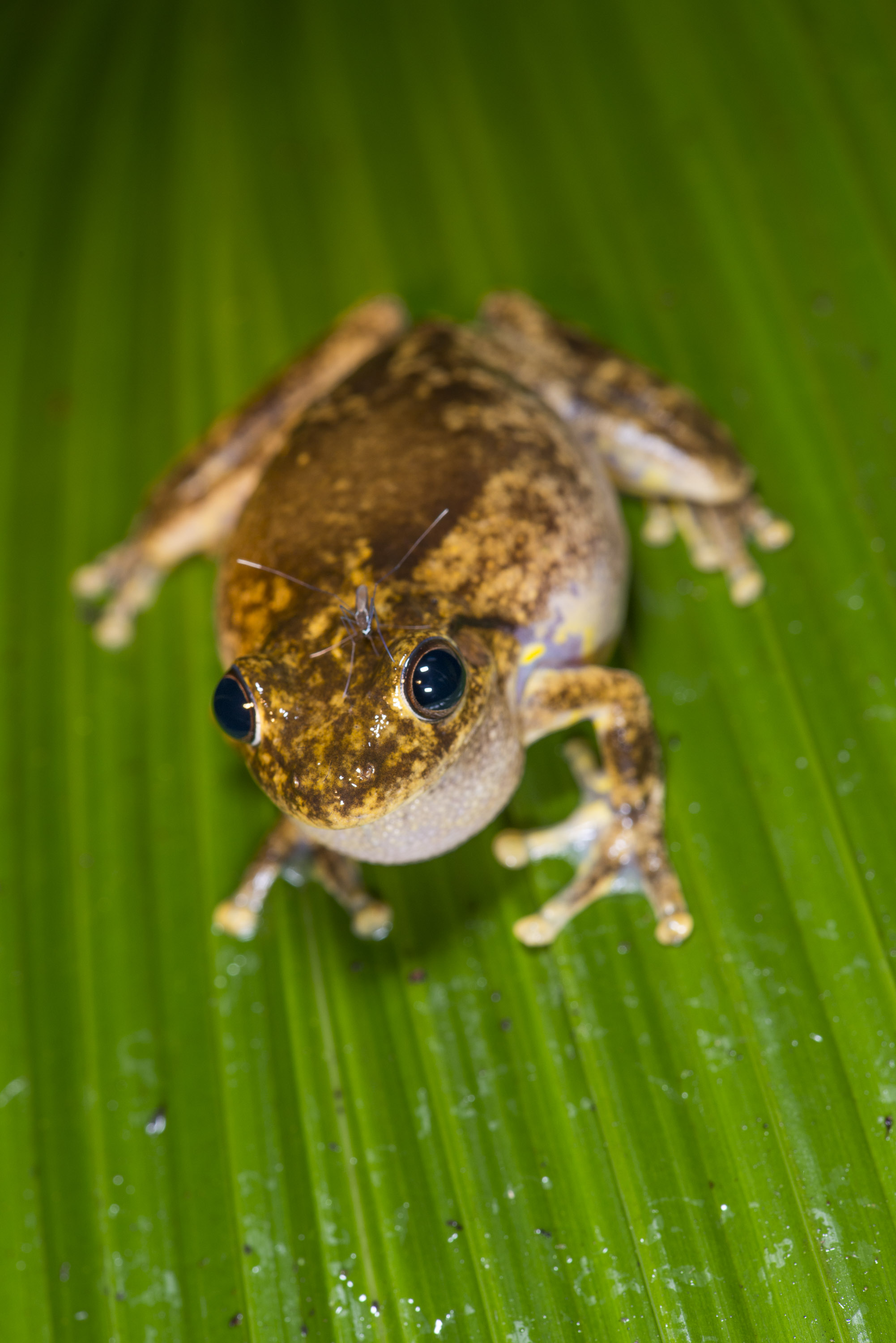 Roth's Tree Frog
