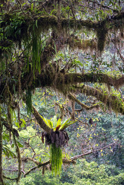 WooroonooranNP_RussellRiverTributories QPWS-WTMA perpetual licence © Steven Nowakowski_1 2