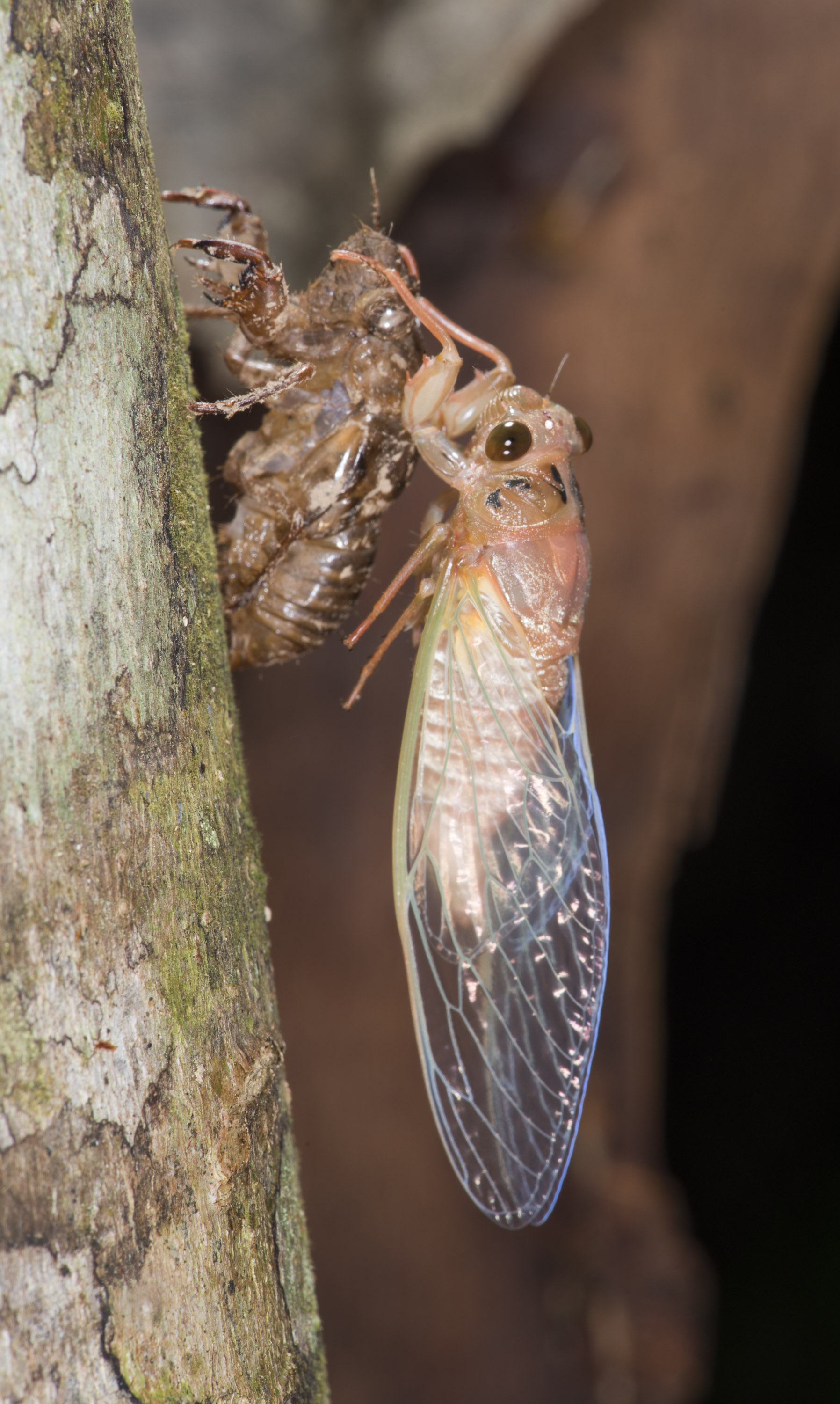 Northern Greengrocer Cicada