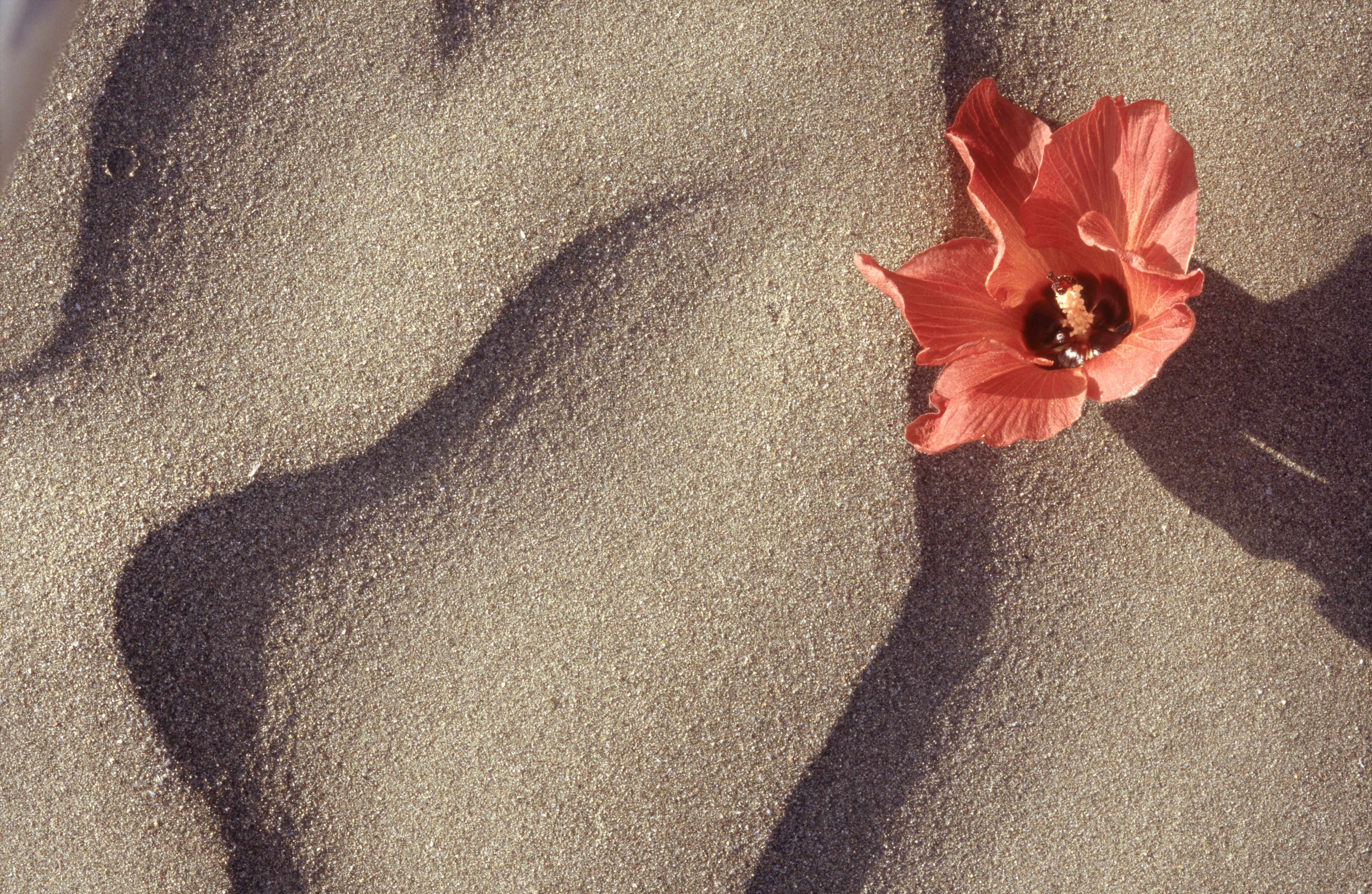 Hibiscus