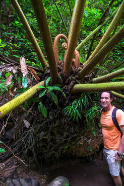 WooroonooranNP_LittleMcMillanCk_KingFern QPWS-WTMA perpetual licence © Steven Nowakowski_1