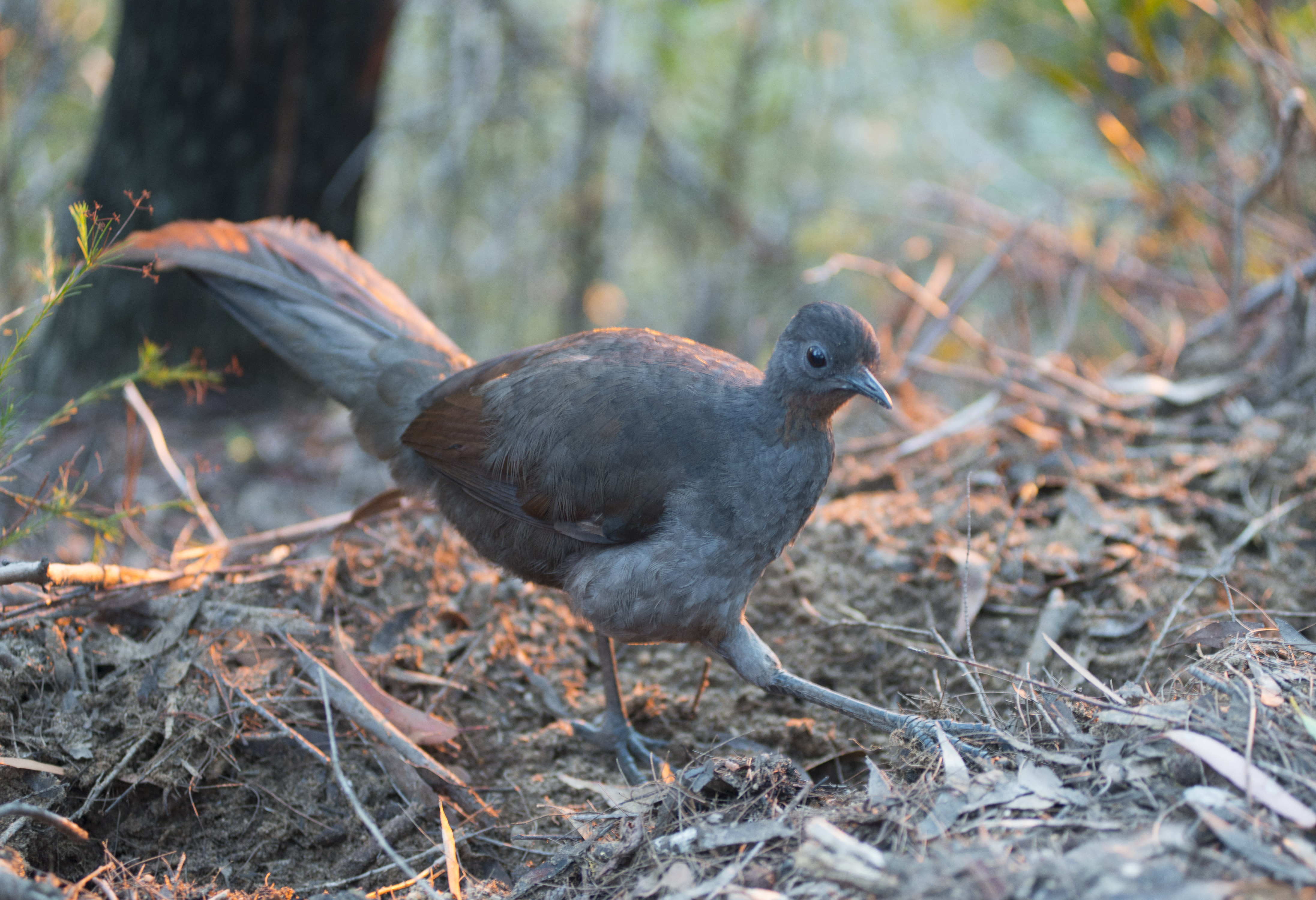 Superb Lyrebird