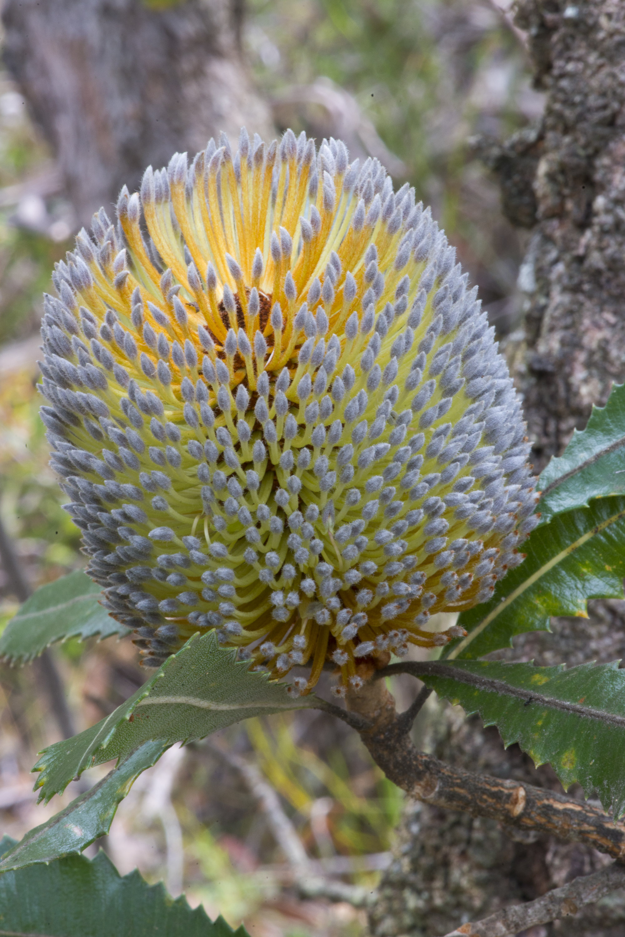 Old Man Banksia