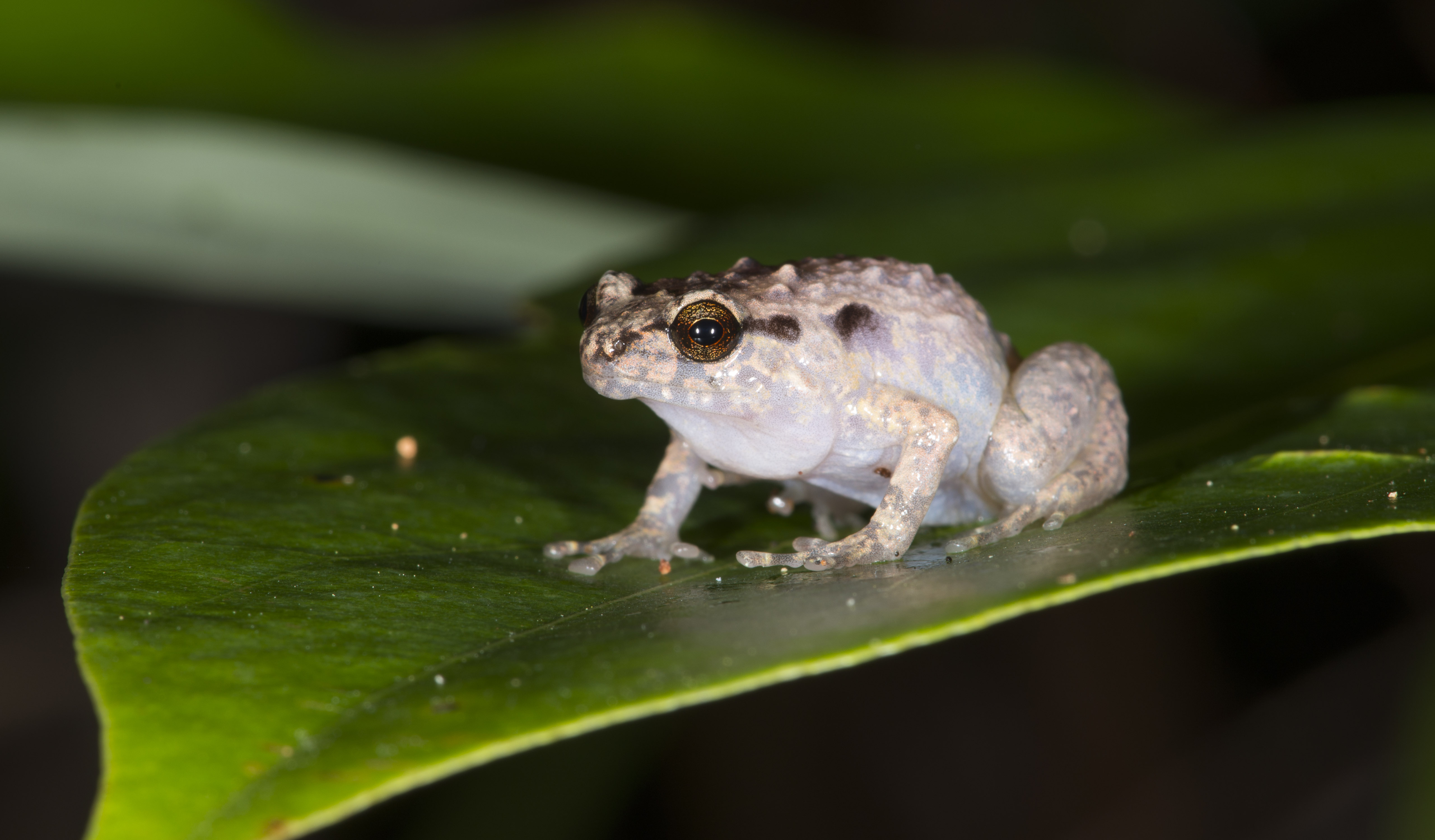 Ornate Nursery-frog
