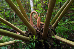 WooroonooranNP_LittleMcMillanCk_KingFern QPWS-WTMA perpetual licence © Steven Nowakowski_1