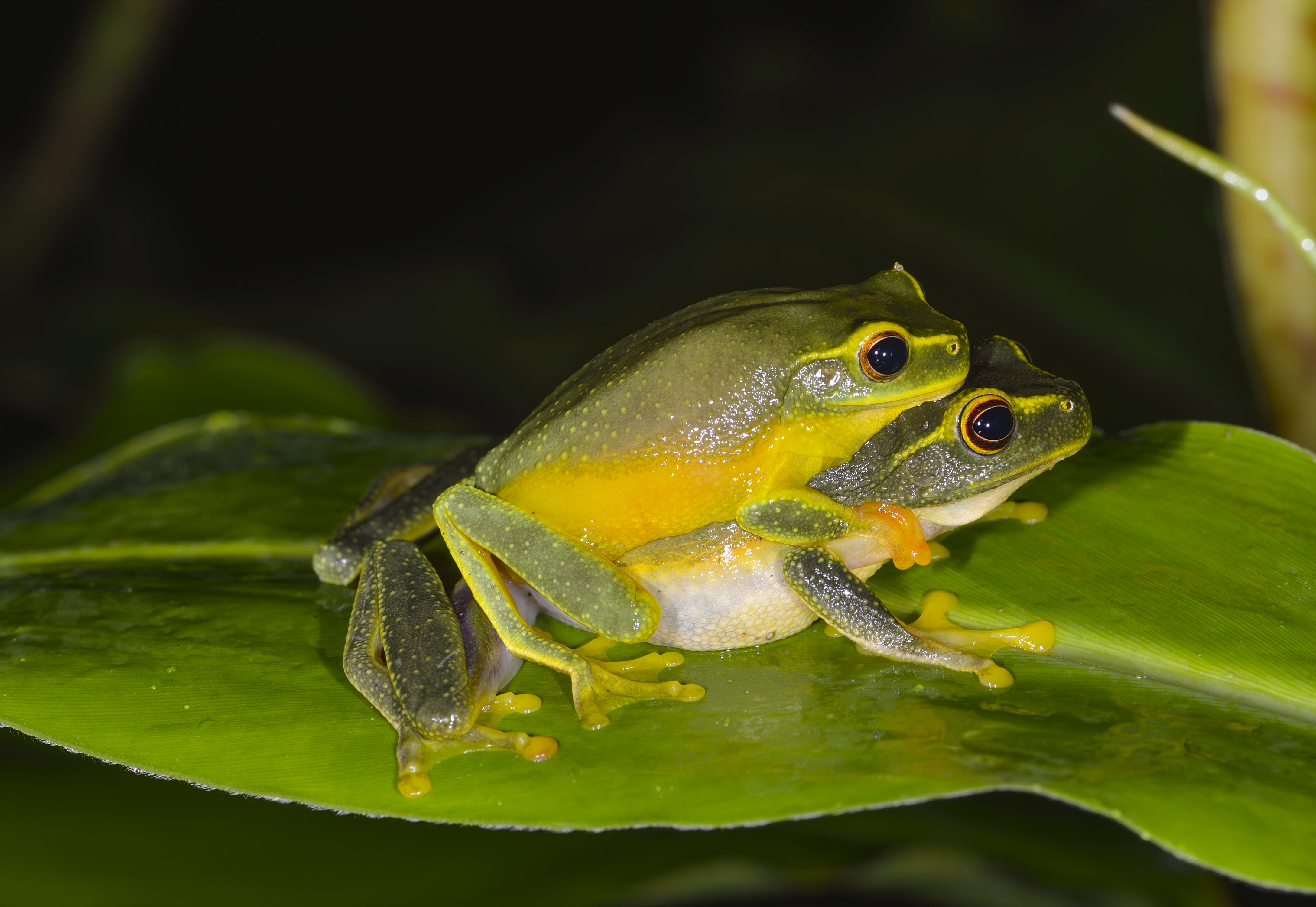Graceful Treefrog
