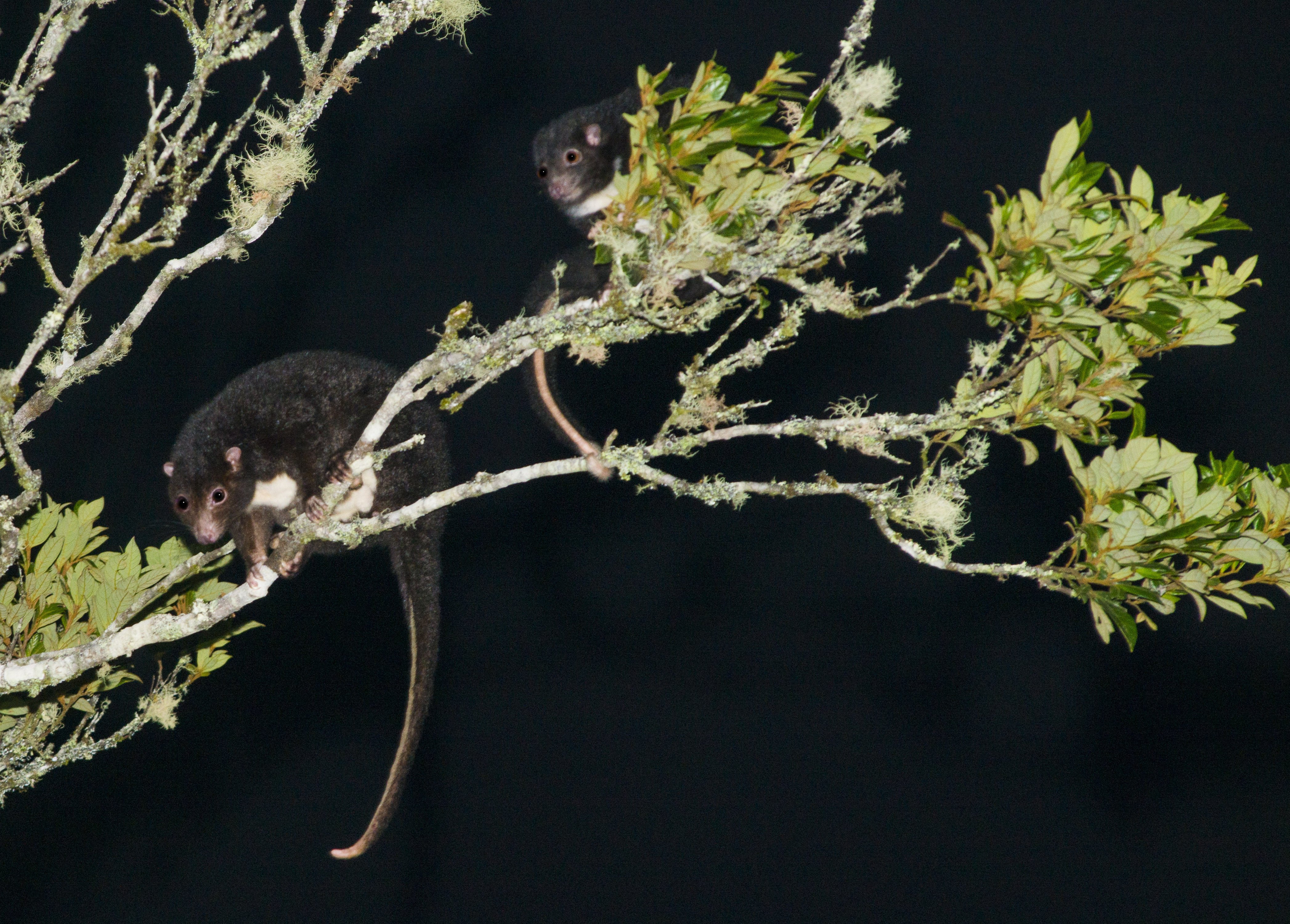 Herbert River Ringtail Possum