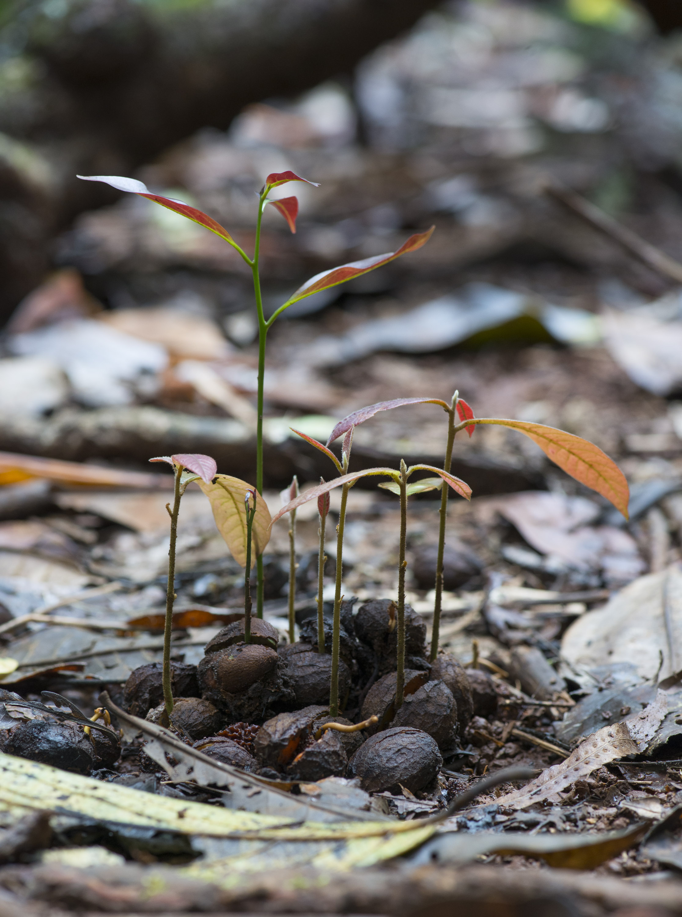 Southern Cassowary scat.