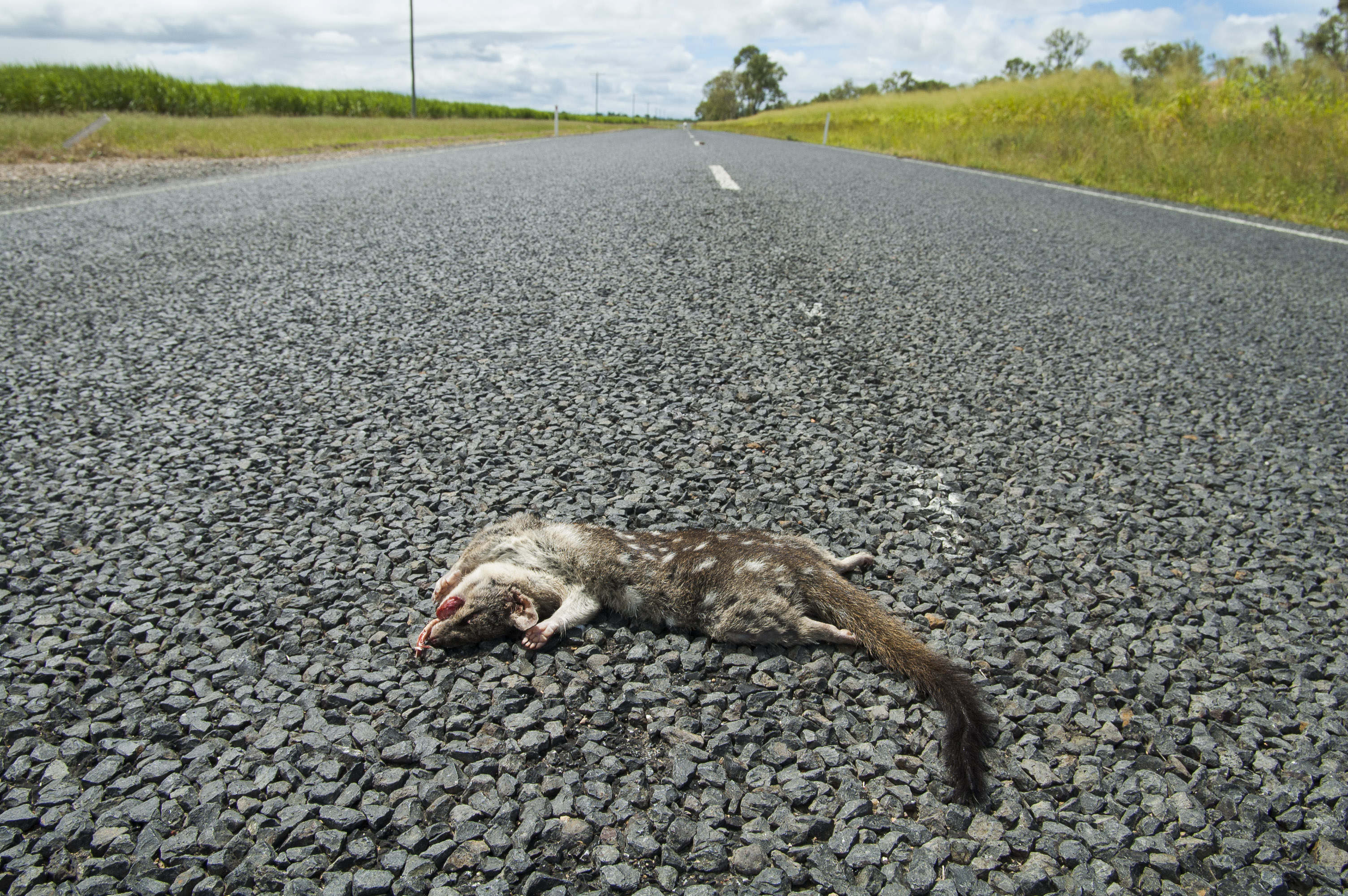 Dead Northern Quoll