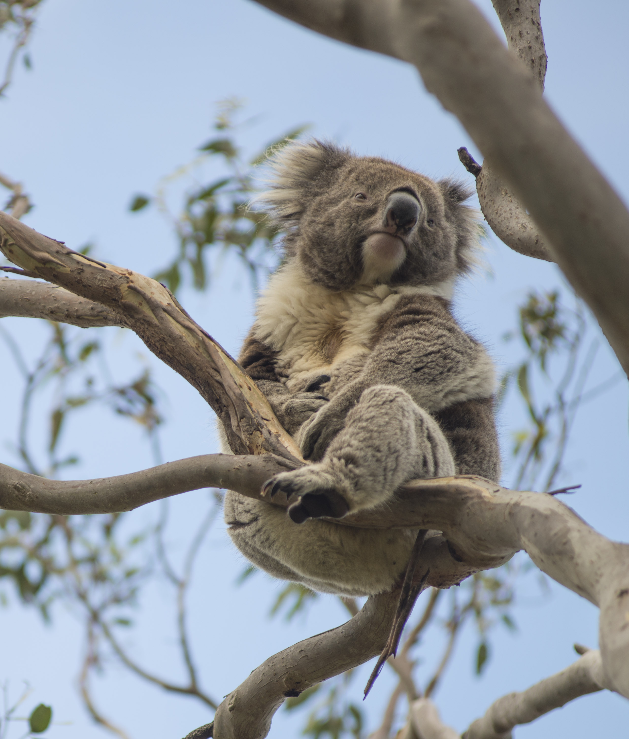 Koala