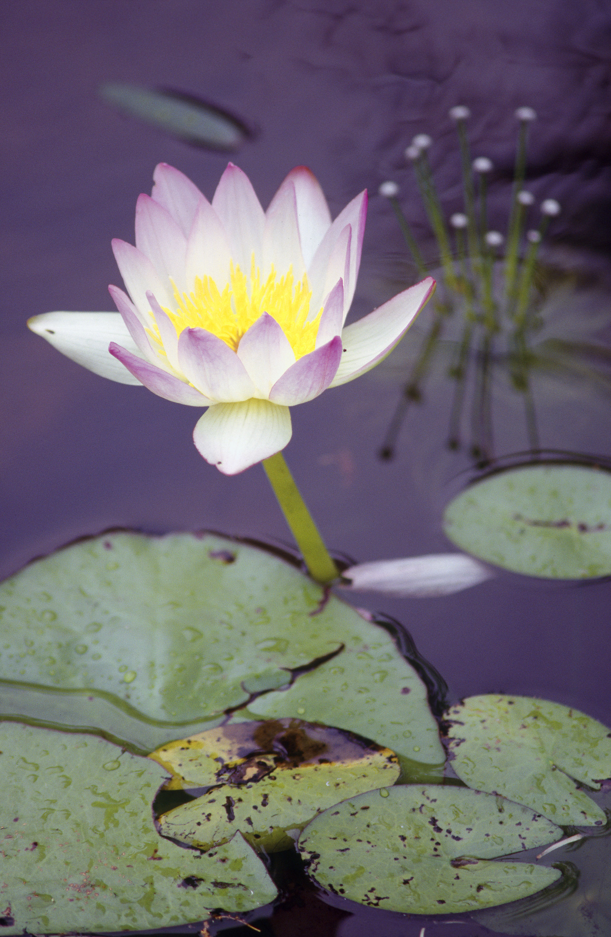 Blue Water Lily
