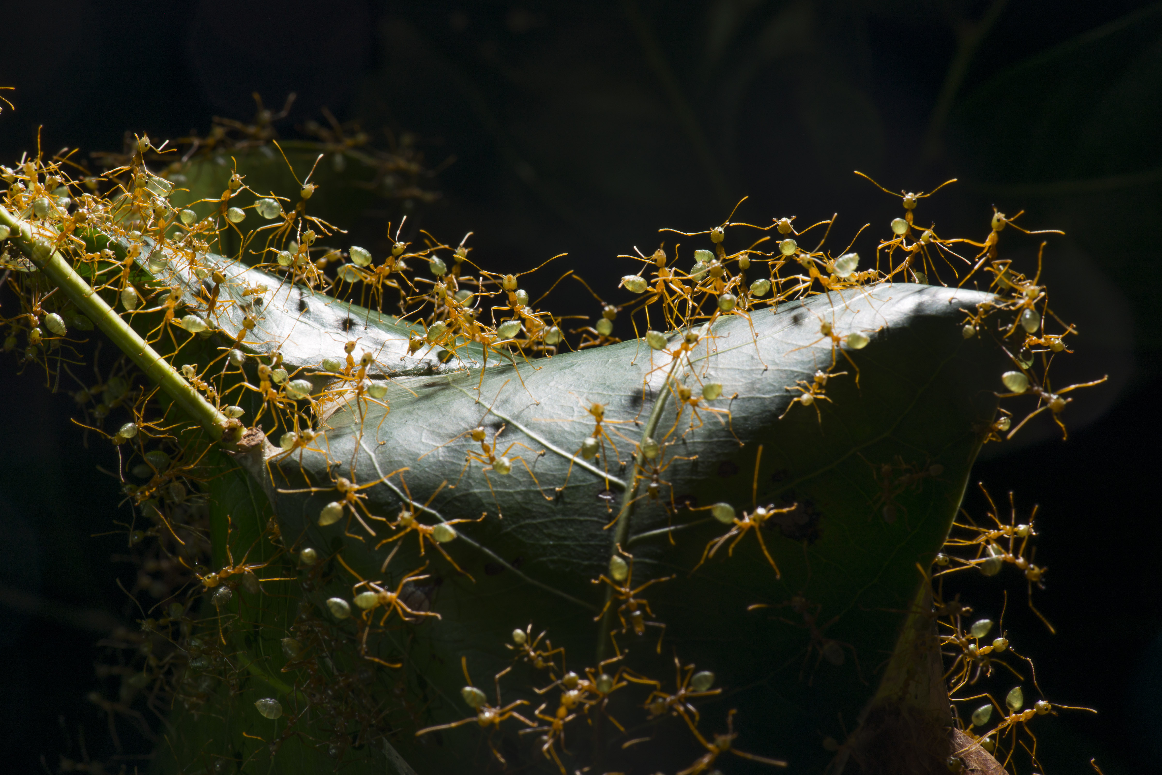 Green Tree Ant