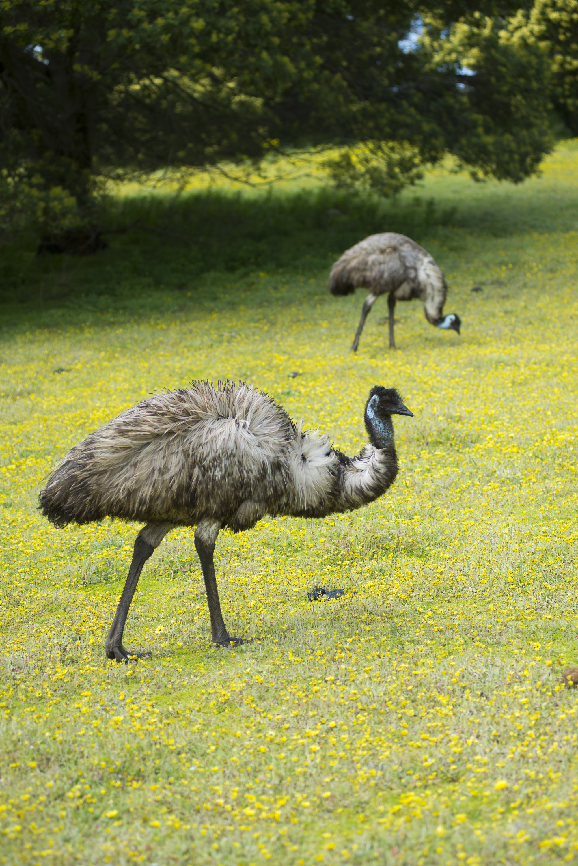 Emu