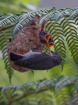 Mistletoe Bird