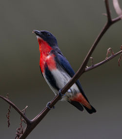Mistletoe Bird