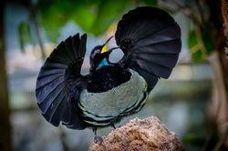 Victoria's Riflebird QPWS-WTMA perpetual licence © Dom Chaplin_11