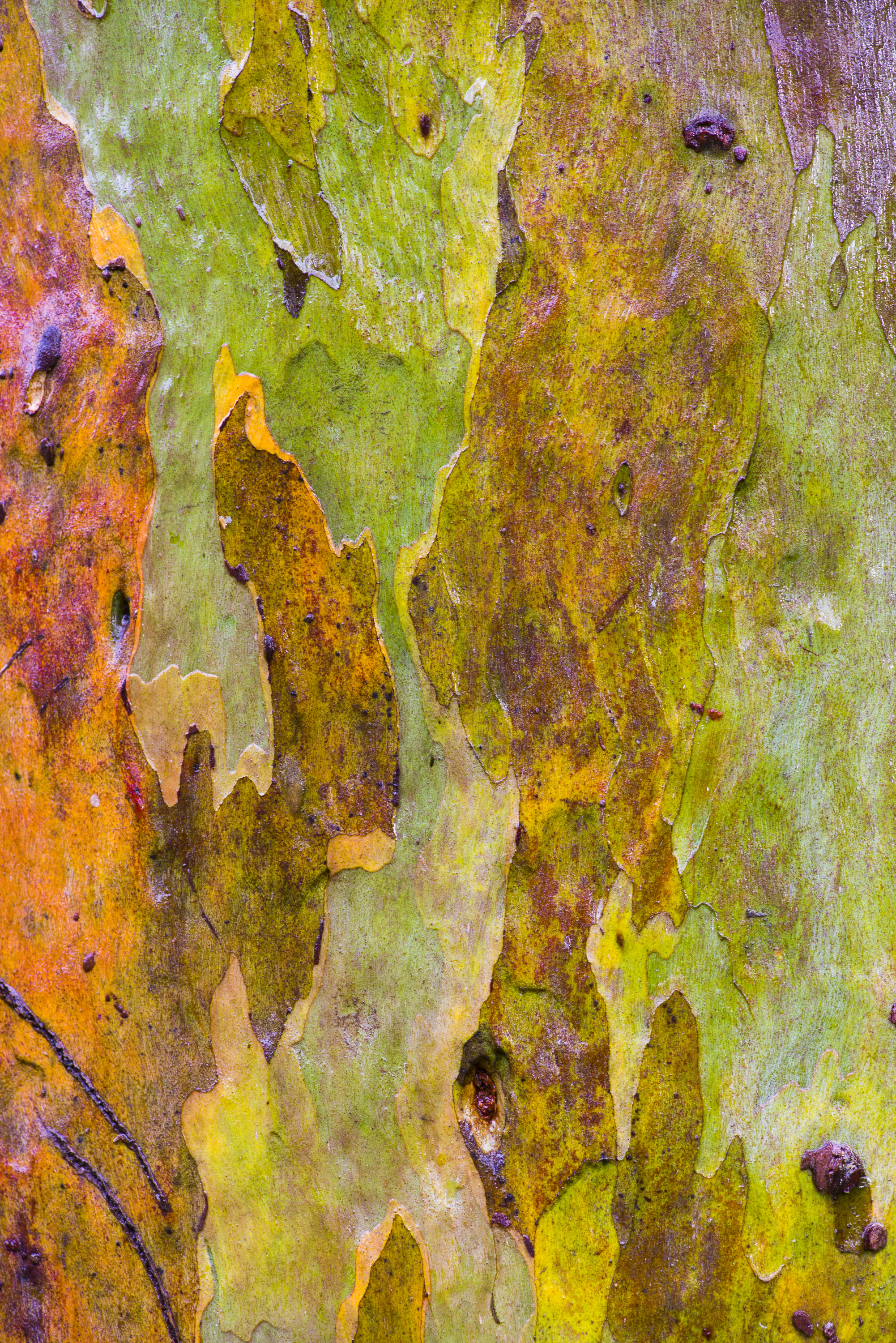 Bark detail
