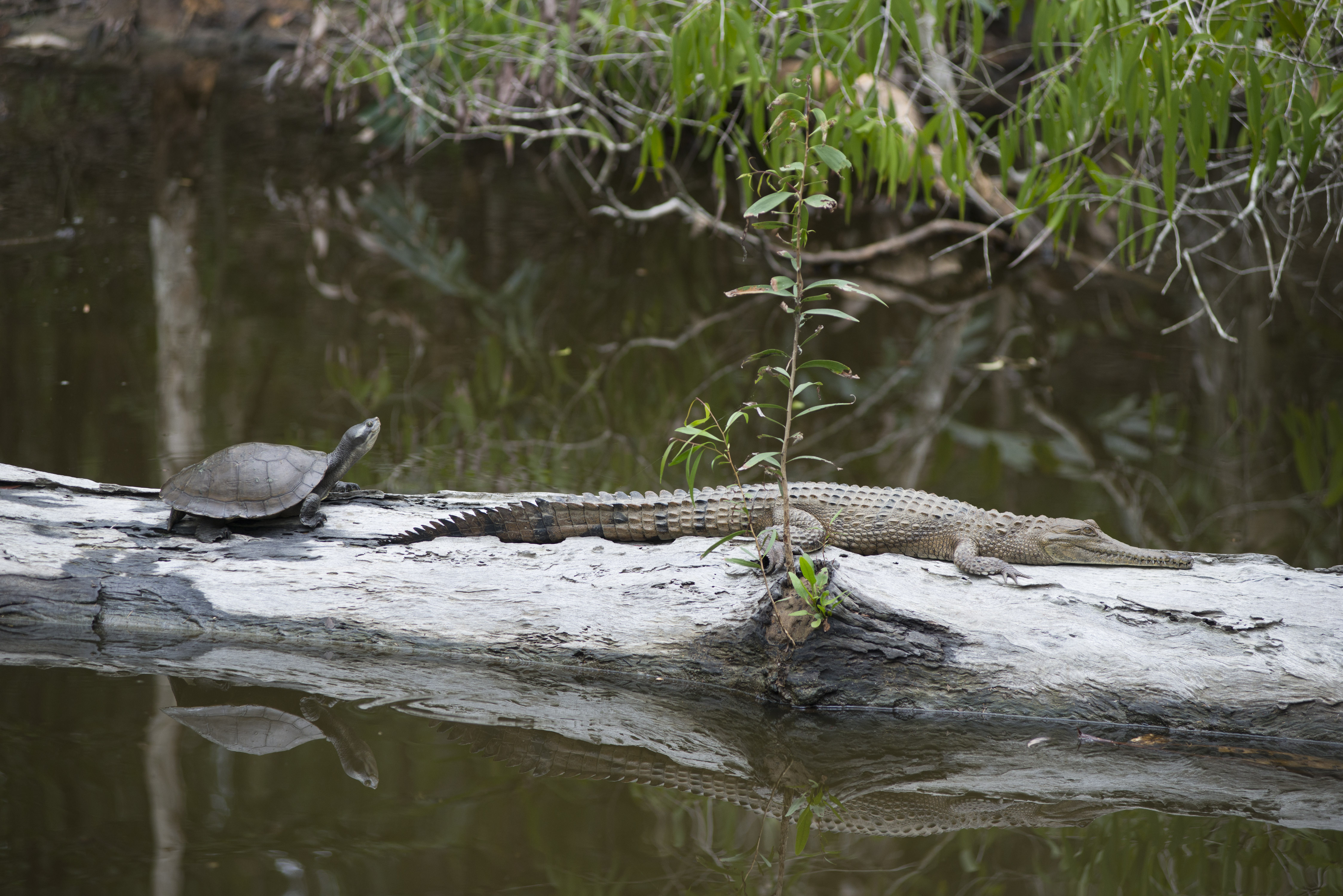 Freshwater Crocodile