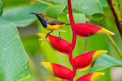 Sahul Sunbird QPWS-WTMA perpetual licence © Dom Chaplin_06