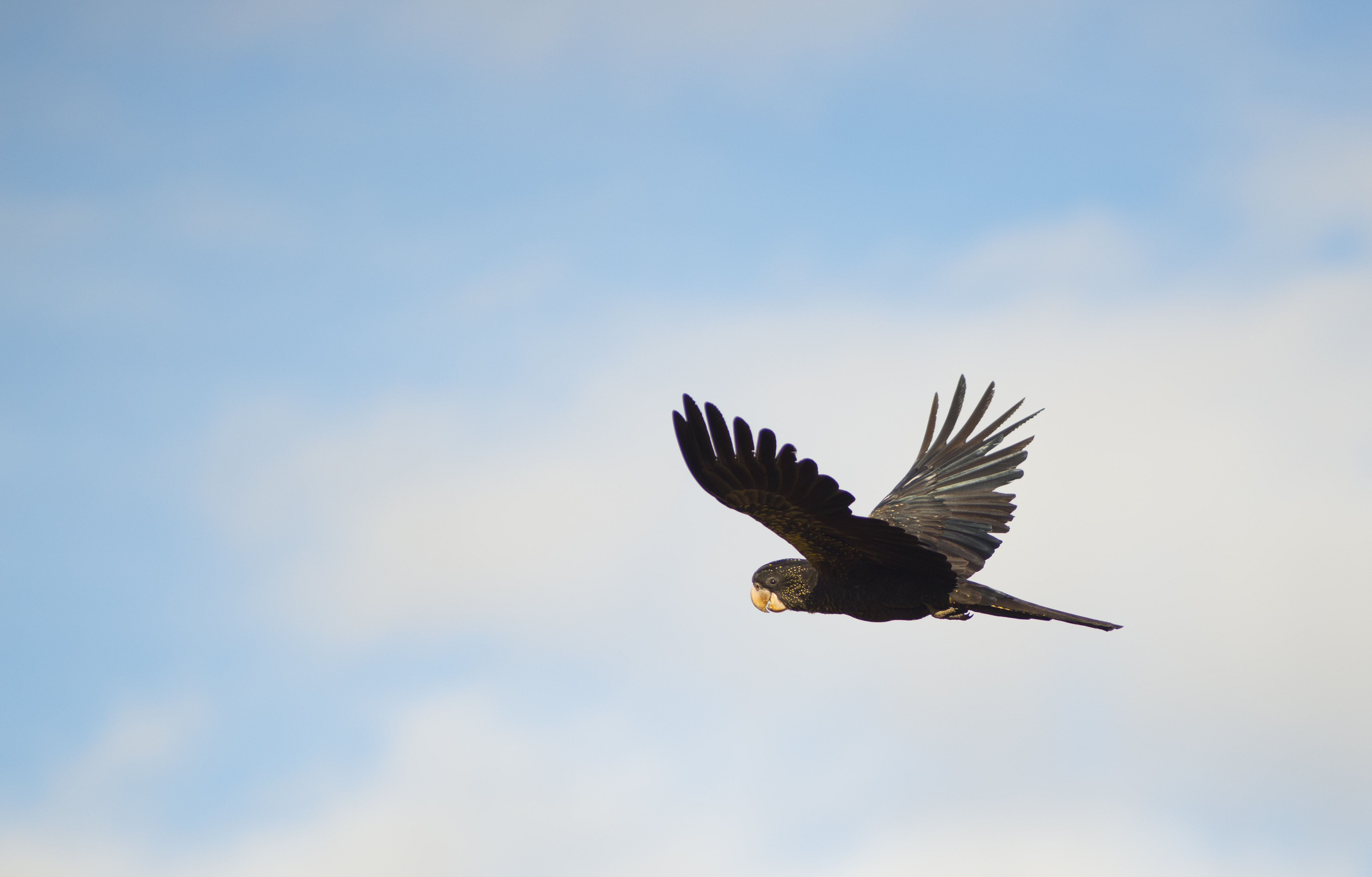 Red-tailed Black-Cockatoo