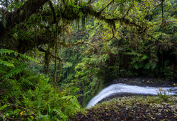 WooroonooranNP_RussellRiverTributories QPWS-WTMA perpetual licence © Steven Nowakowski_1 2