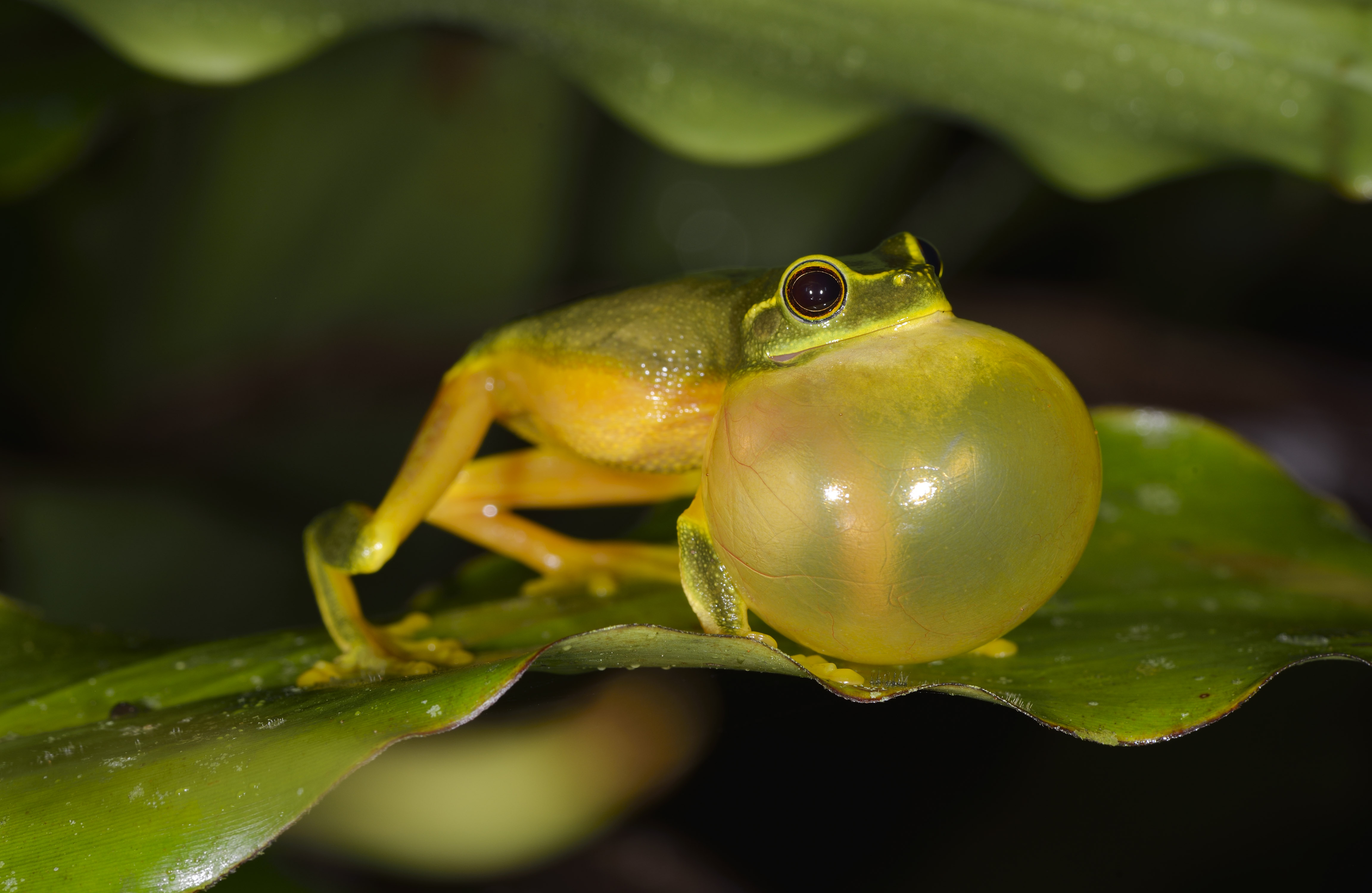 Graceful Treefrog